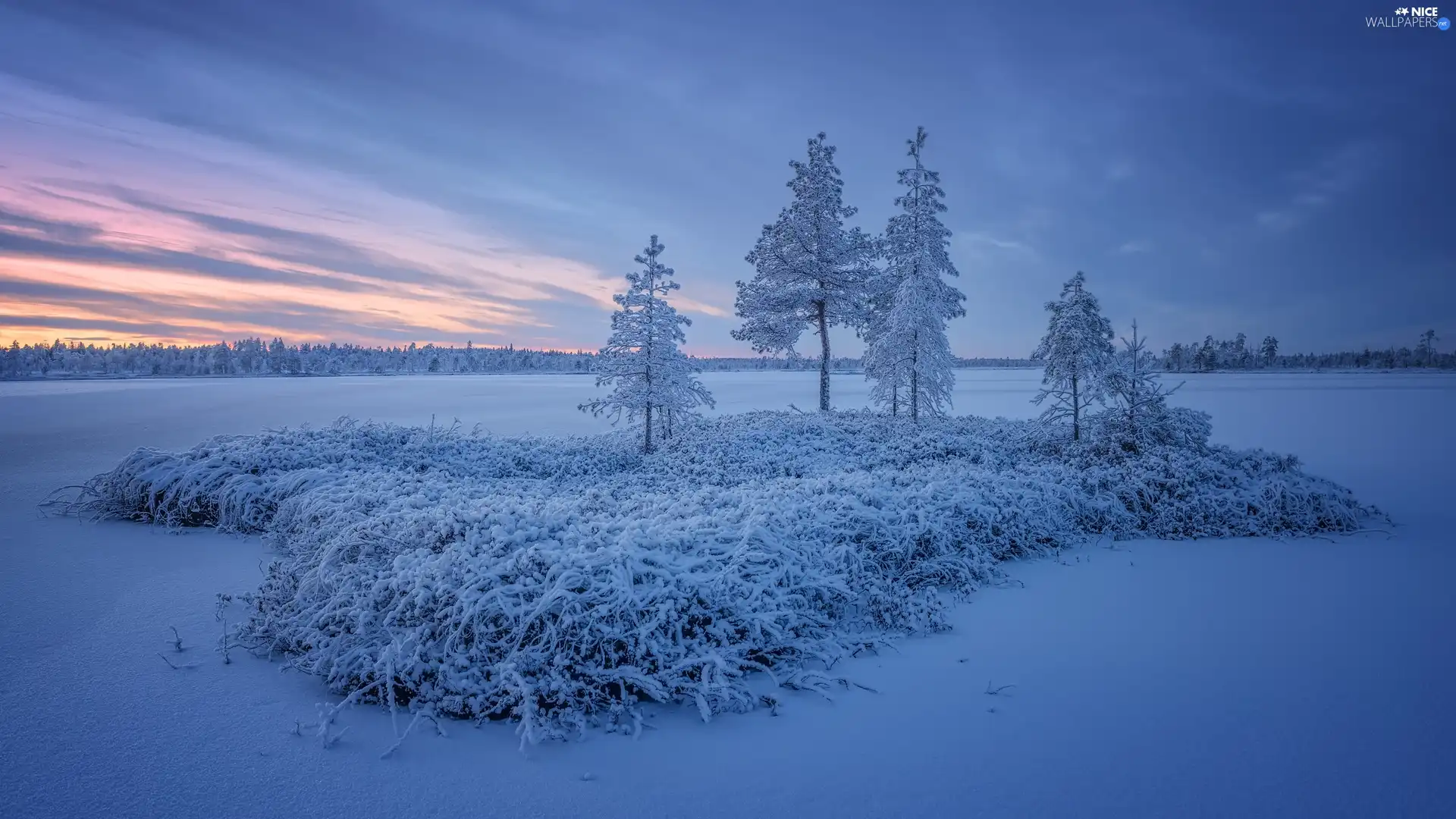 Snowy, lake, trees, viewes, winter