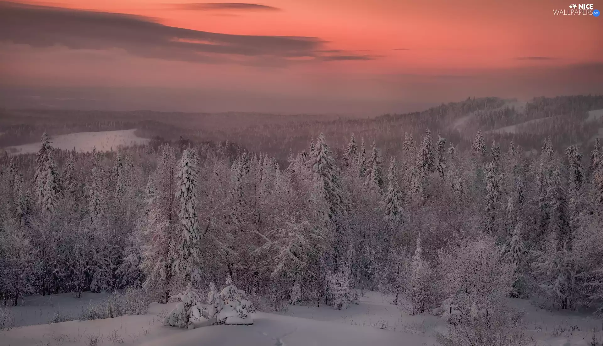 Spruces, lake, trees, viewes, winter