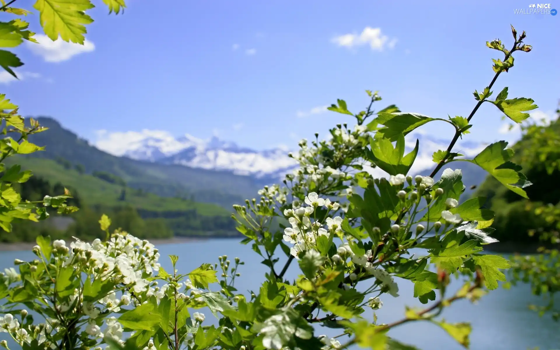 twig, kirsch, lake, Flowers