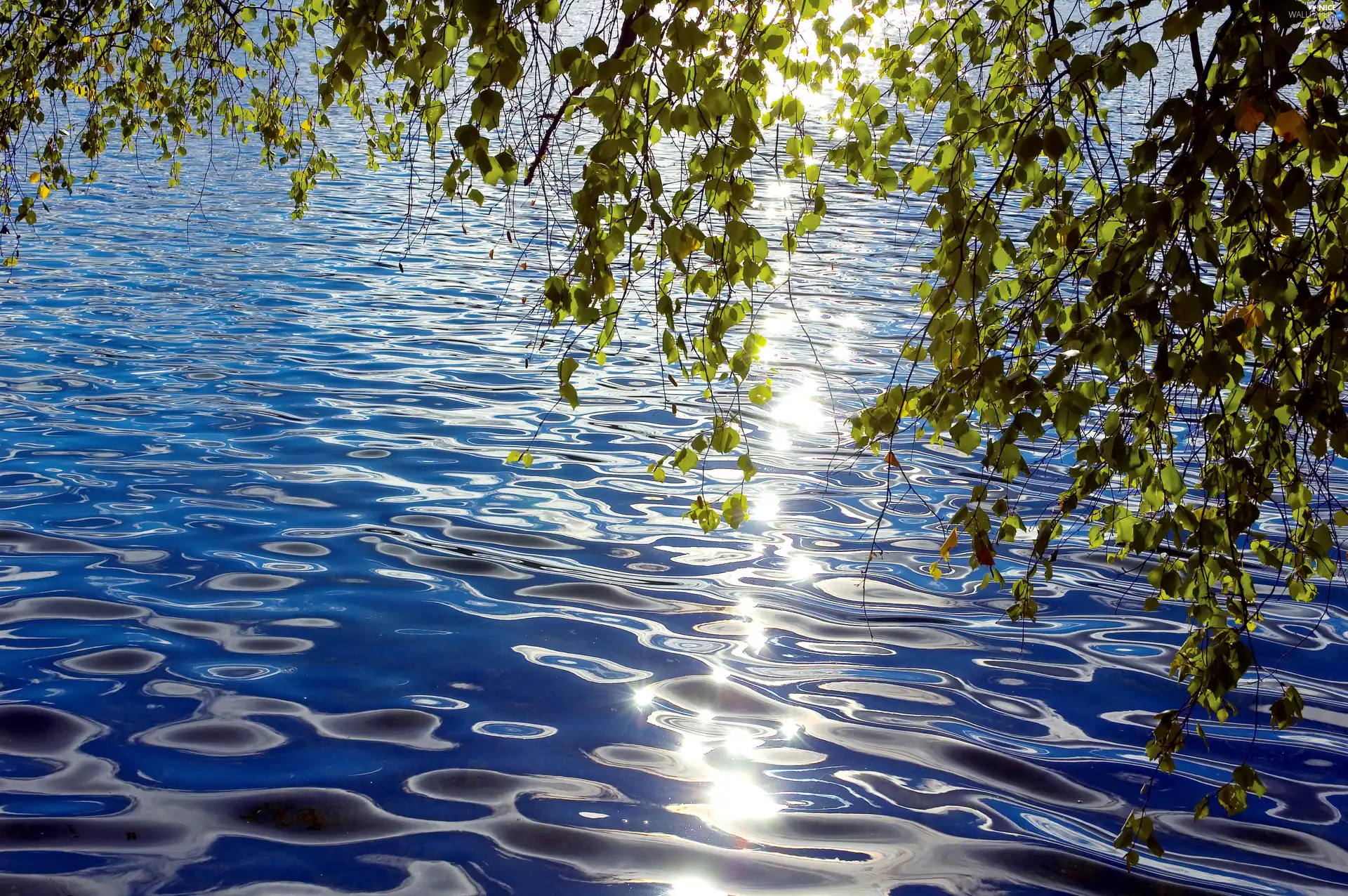 lake, Leaf, Twigs