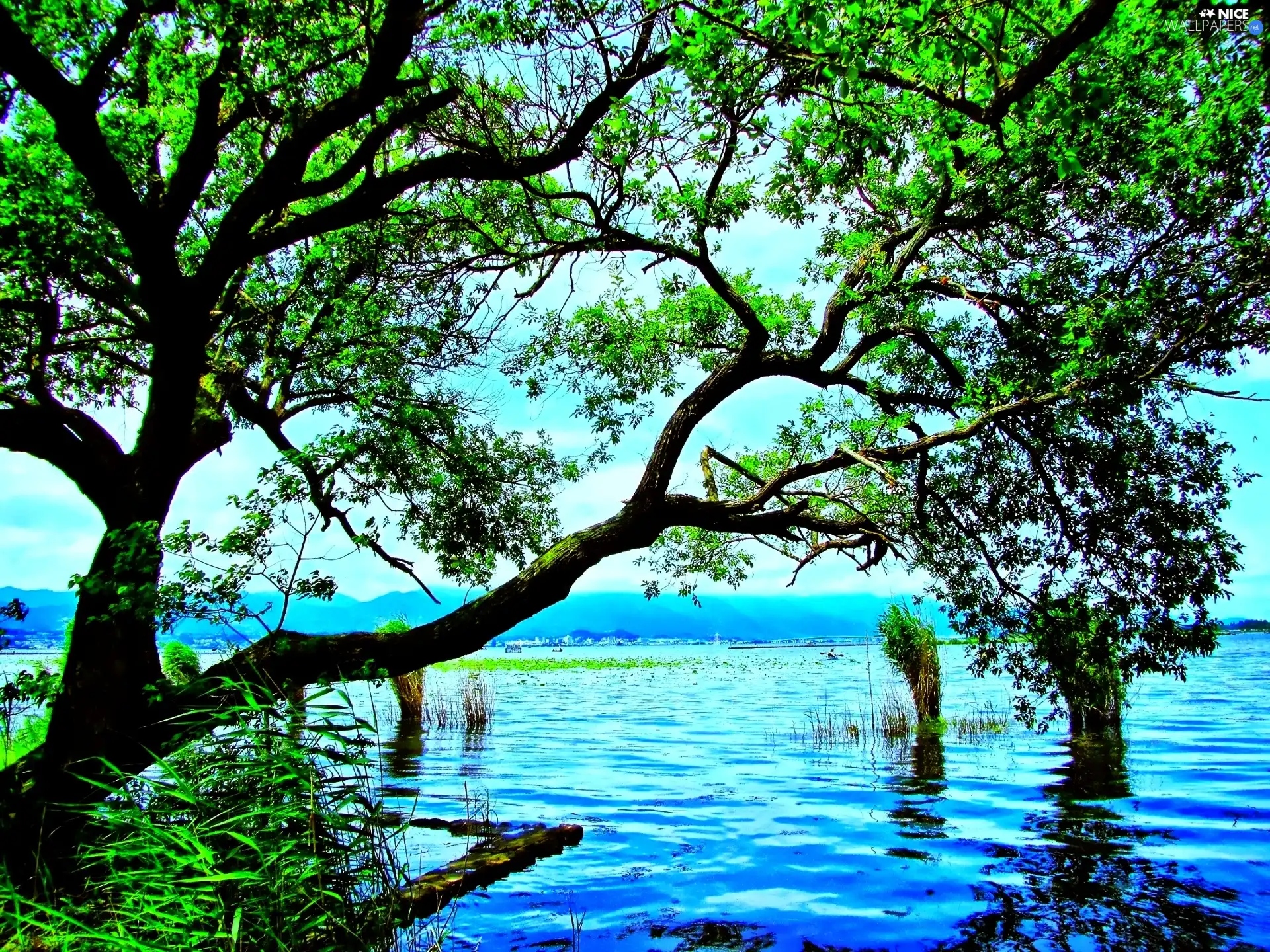 lake, trees, viewes