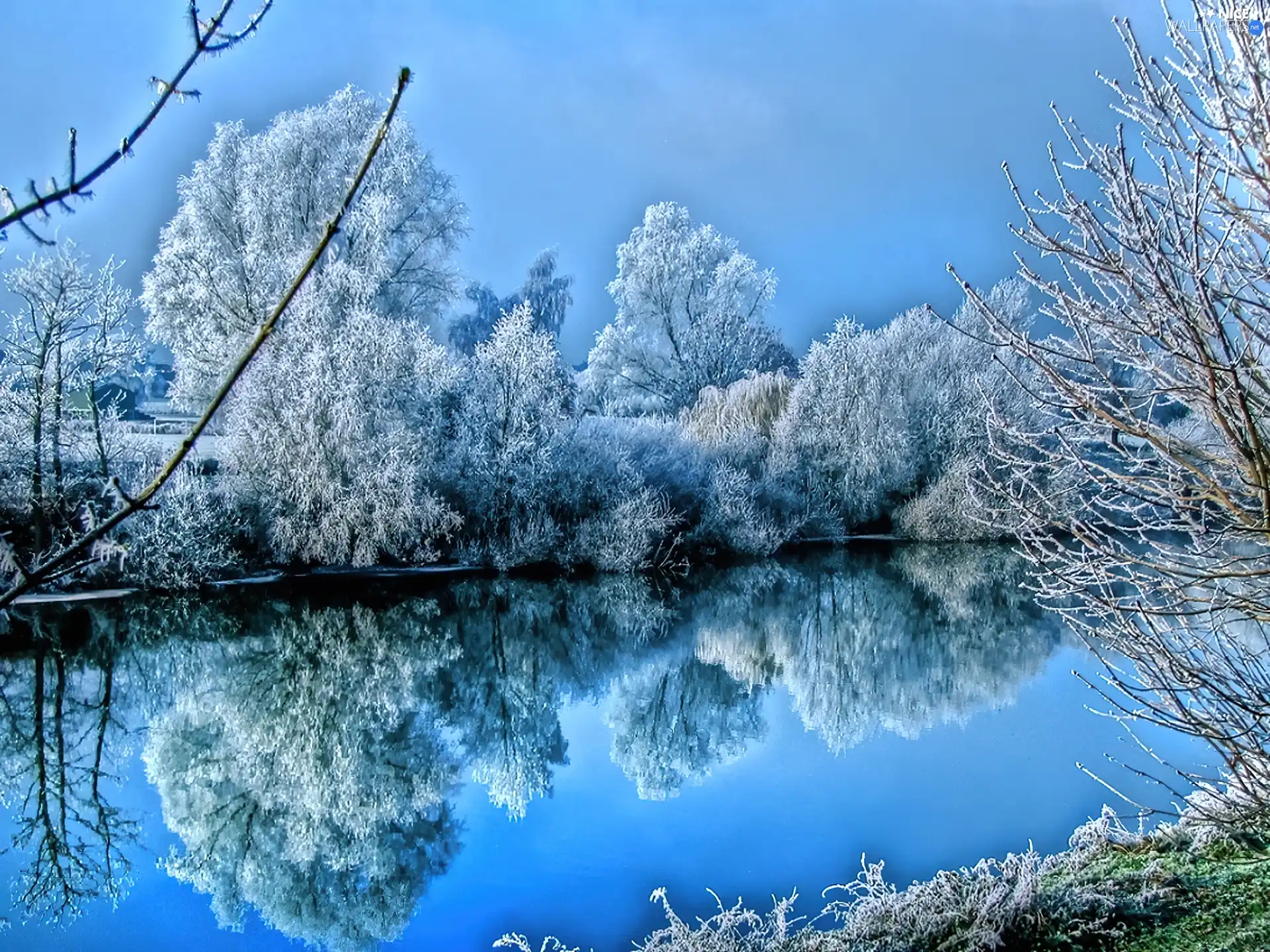 lake, trees, viewes