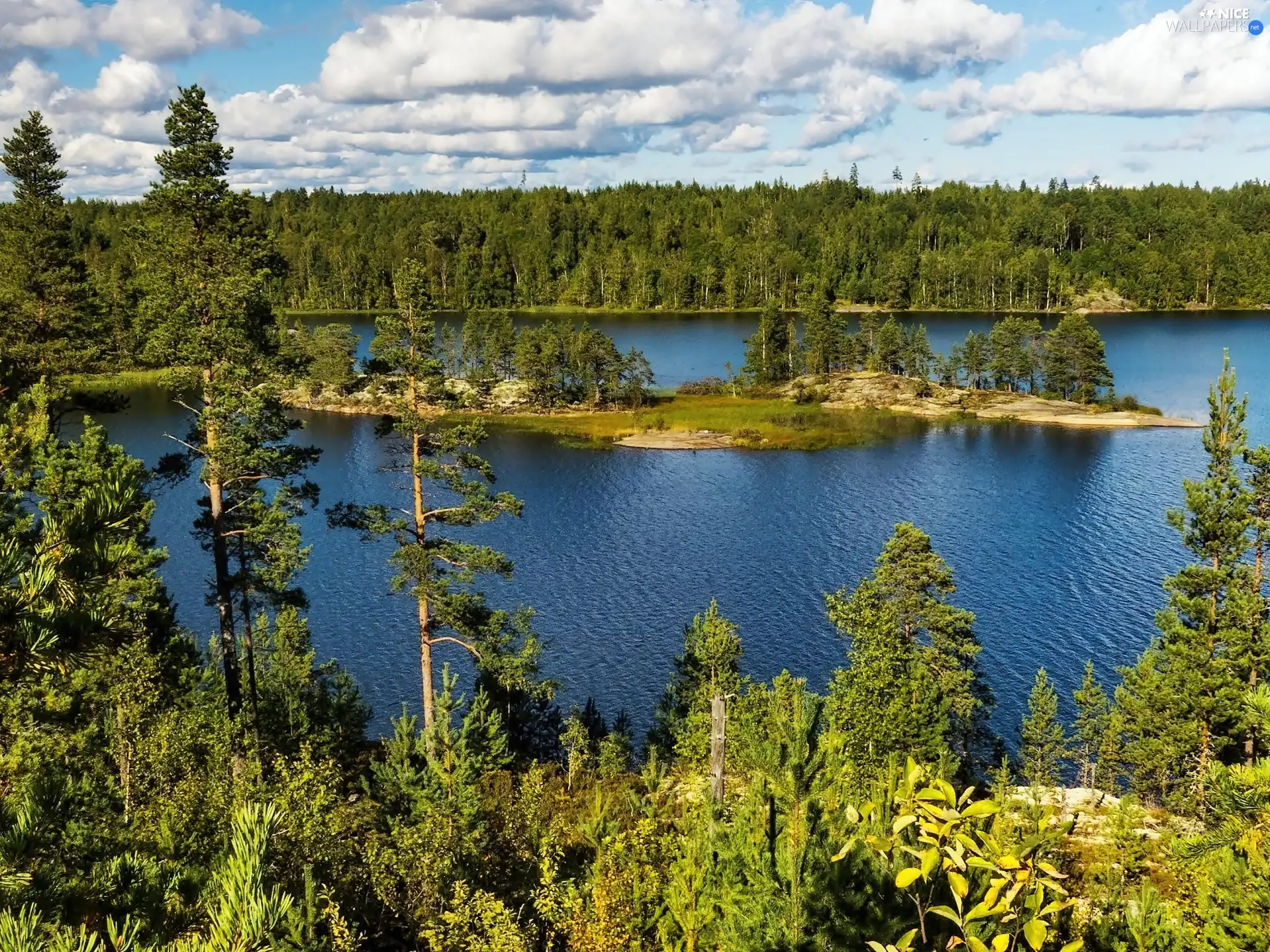 woods, lake