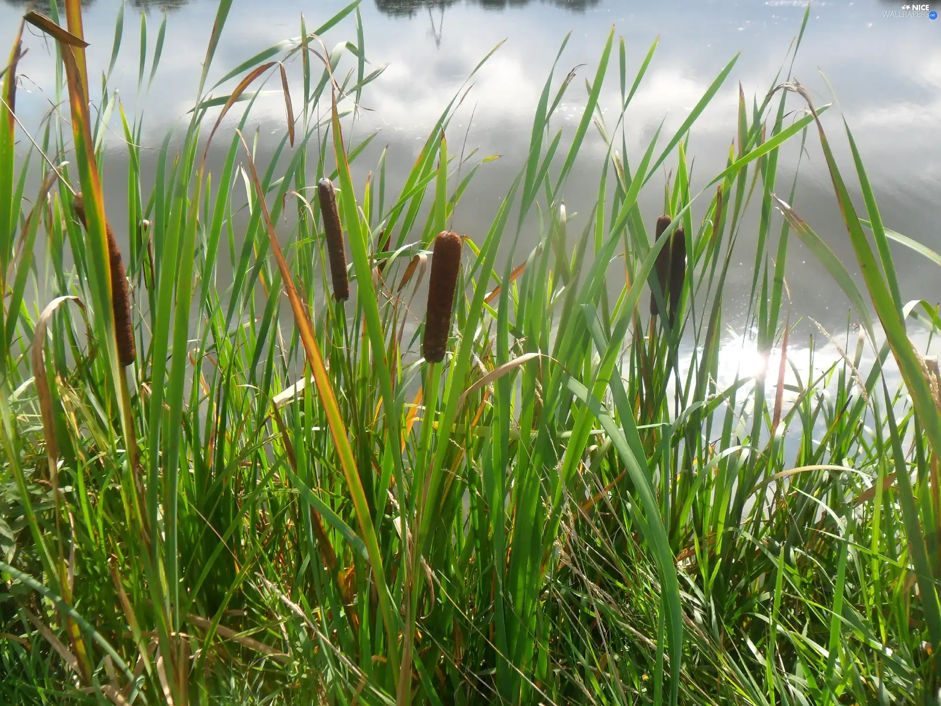 stick, coast, lakes, water