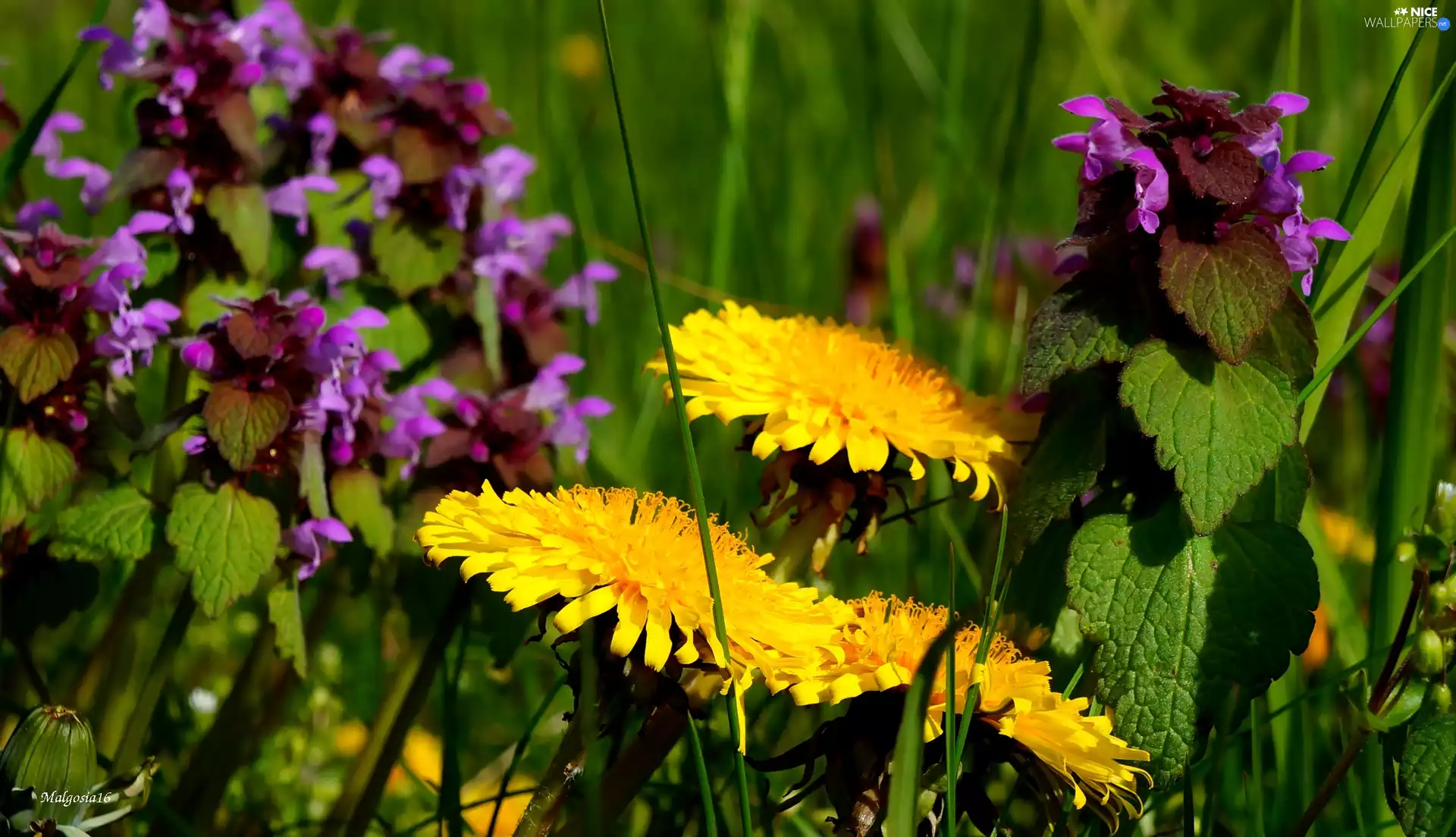 Lamium Purple, Meadow, sow-thistle, green, Common Dandelion, Plants