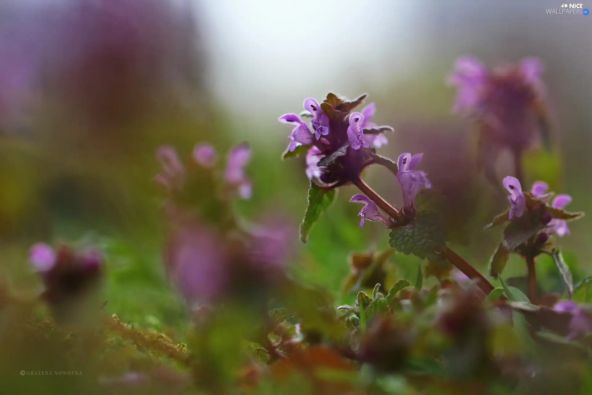 Lamium Purple, plant