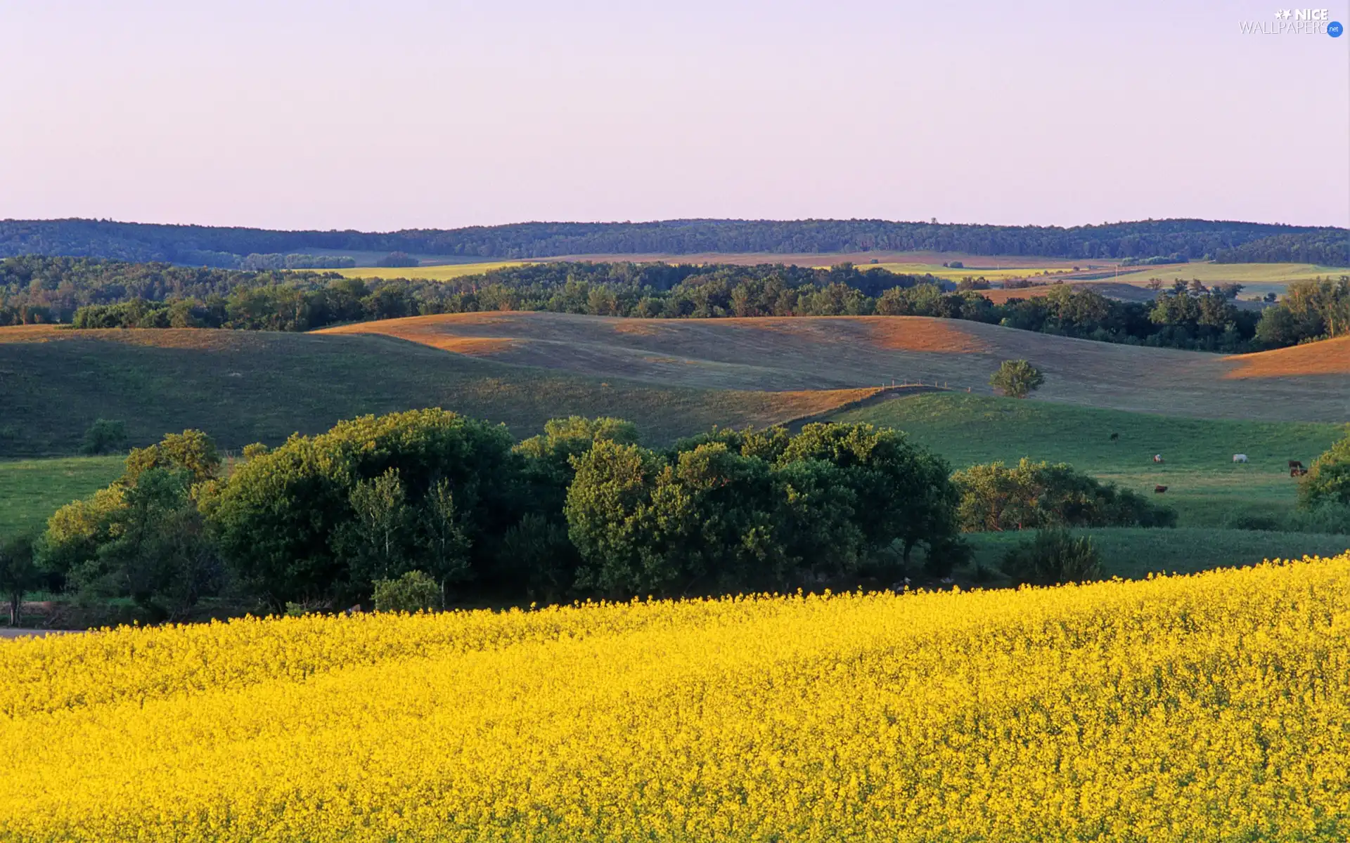 The Hills, viewes, landscape, trees