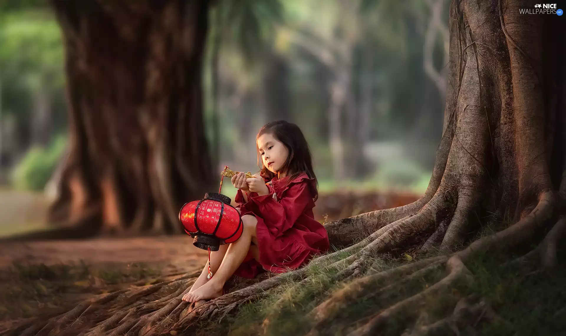 viewes, lantern, forest, trees, girl
