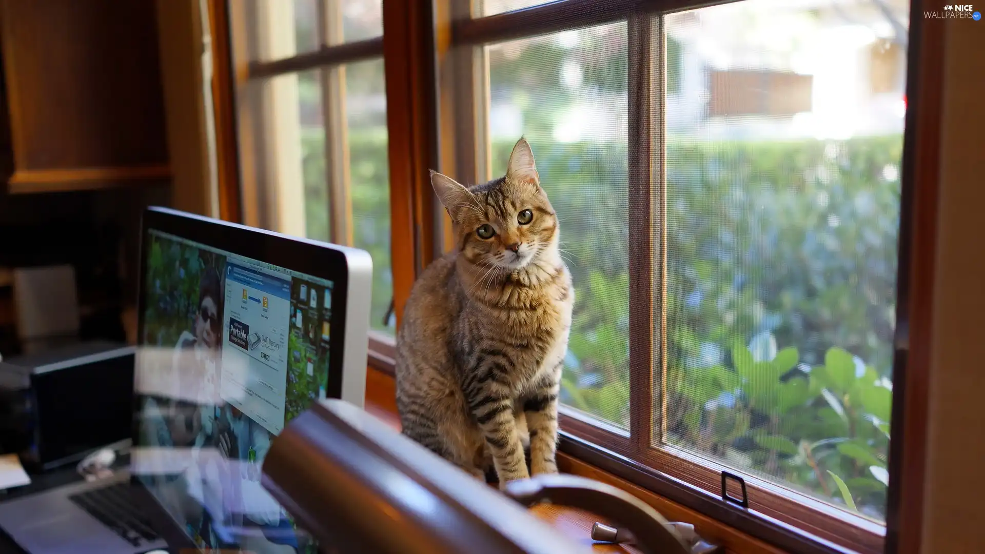 kitten, desk, laptop, Window