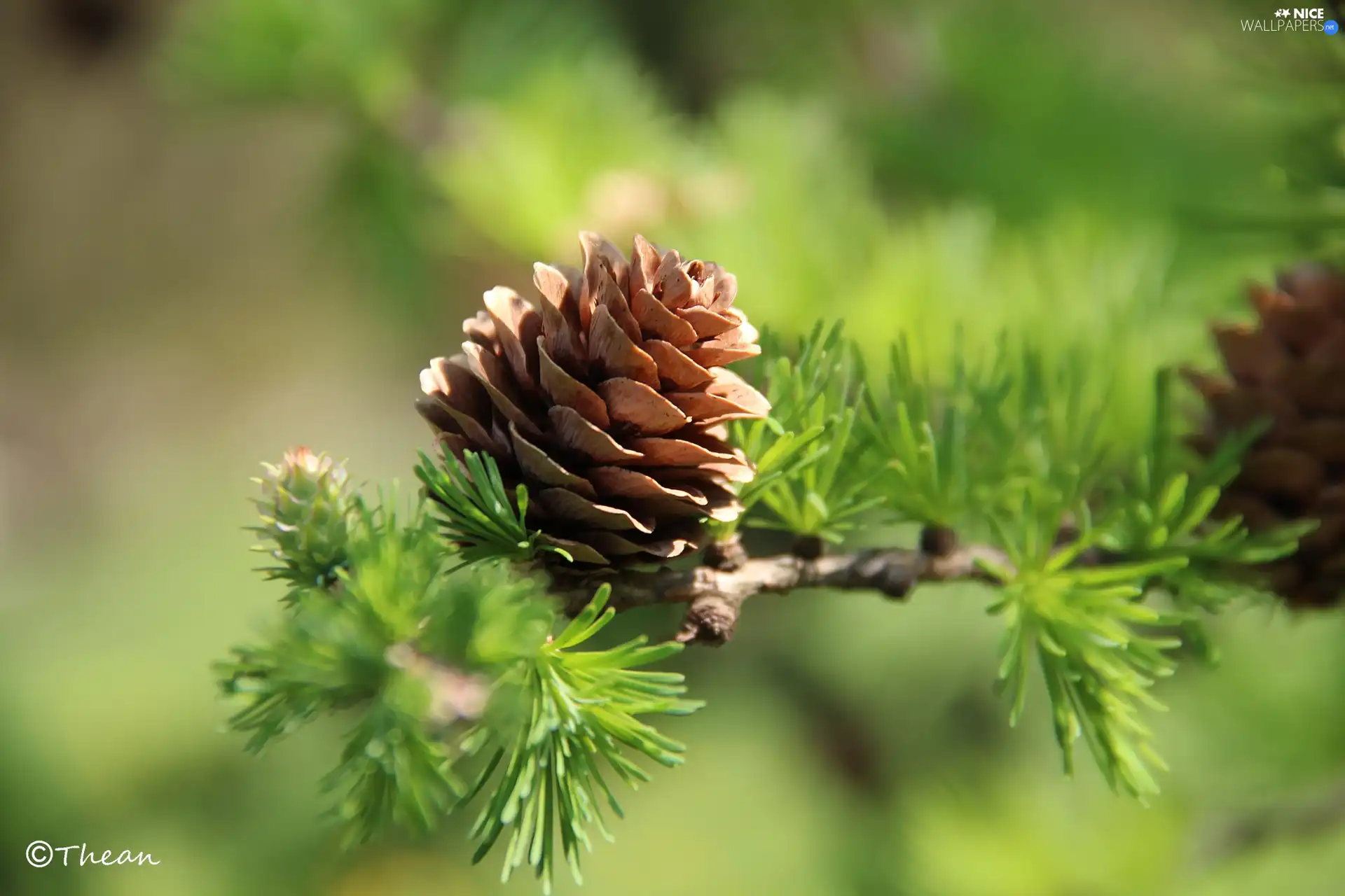 cone, larch