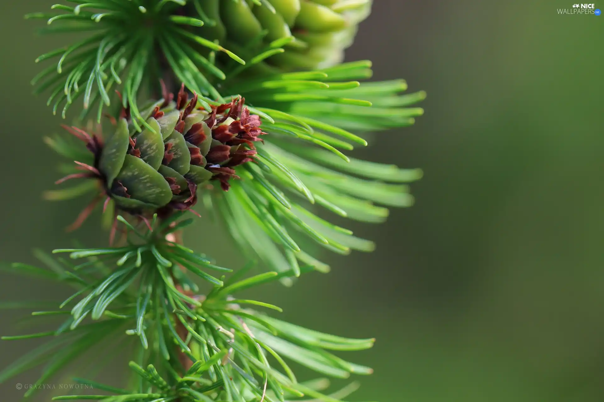 cones, larch