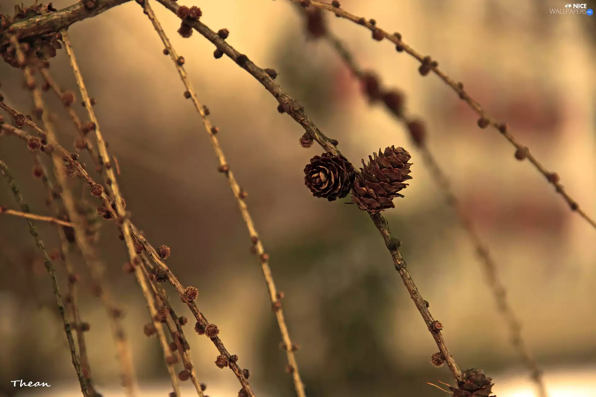 cones, larch, dry, Twigs, trees