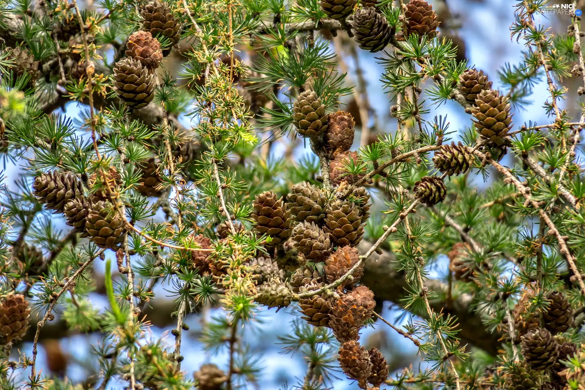 trees, Twigs, cones, larch