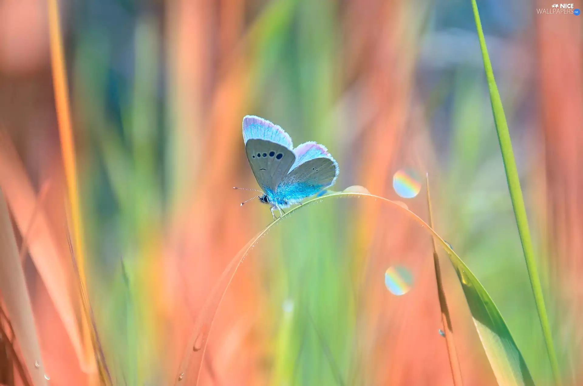 blades, butterfly, Dusky Large Blue, grass