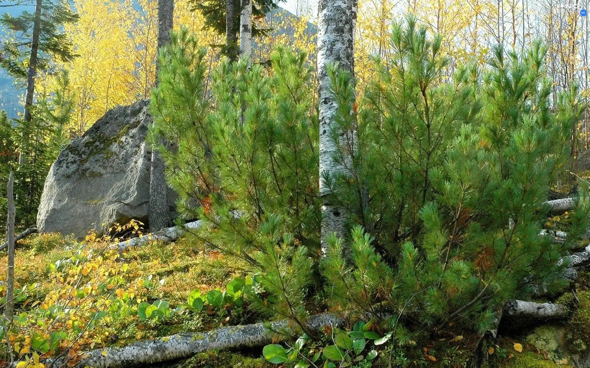 large, stone, trees, viewes, autumn