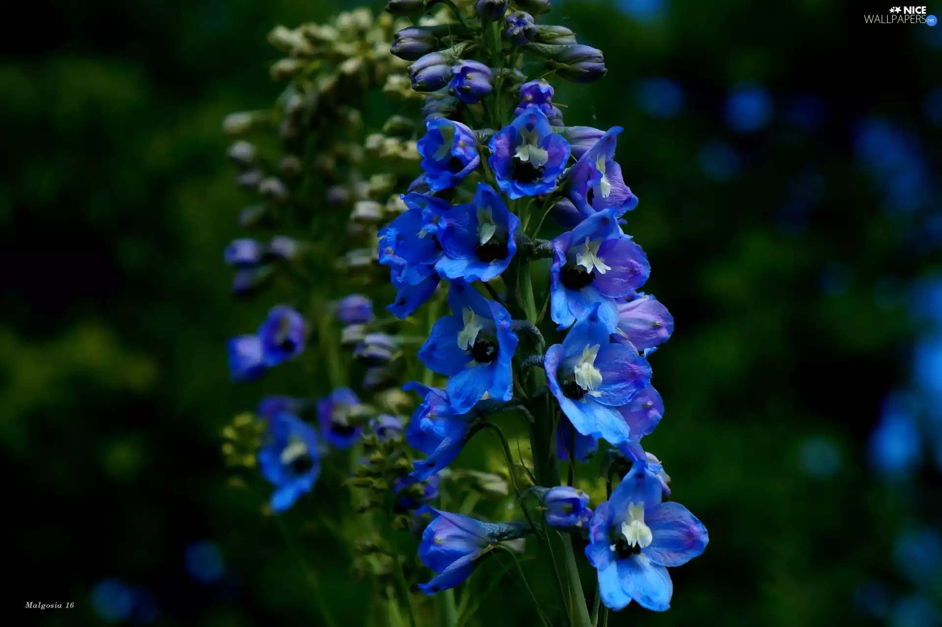 Flowers, garden, Blue, larkspur