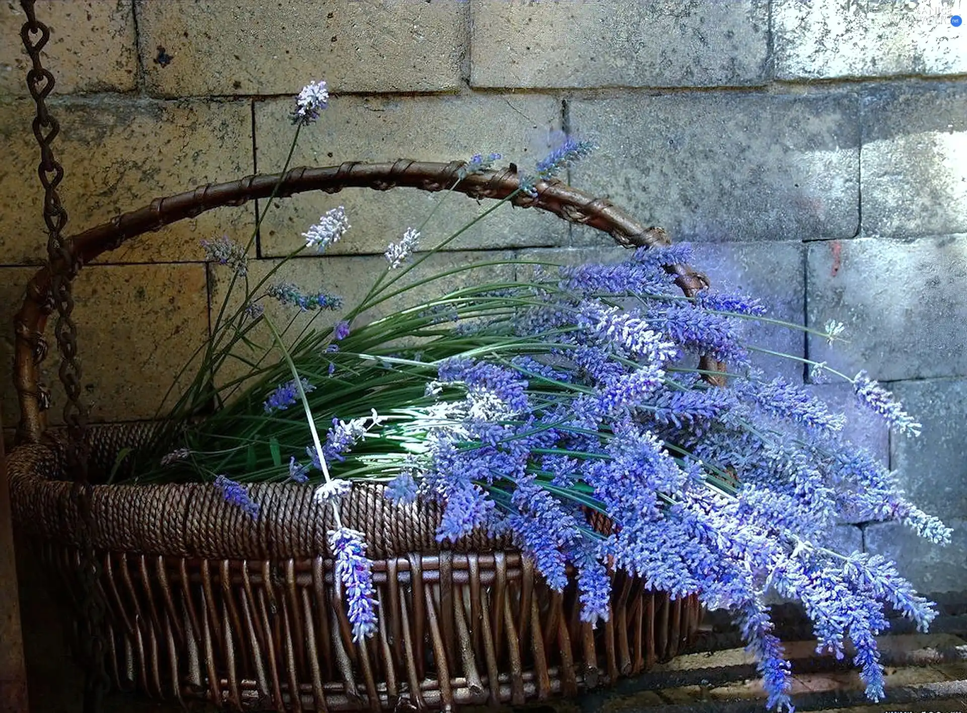 basket, lavender