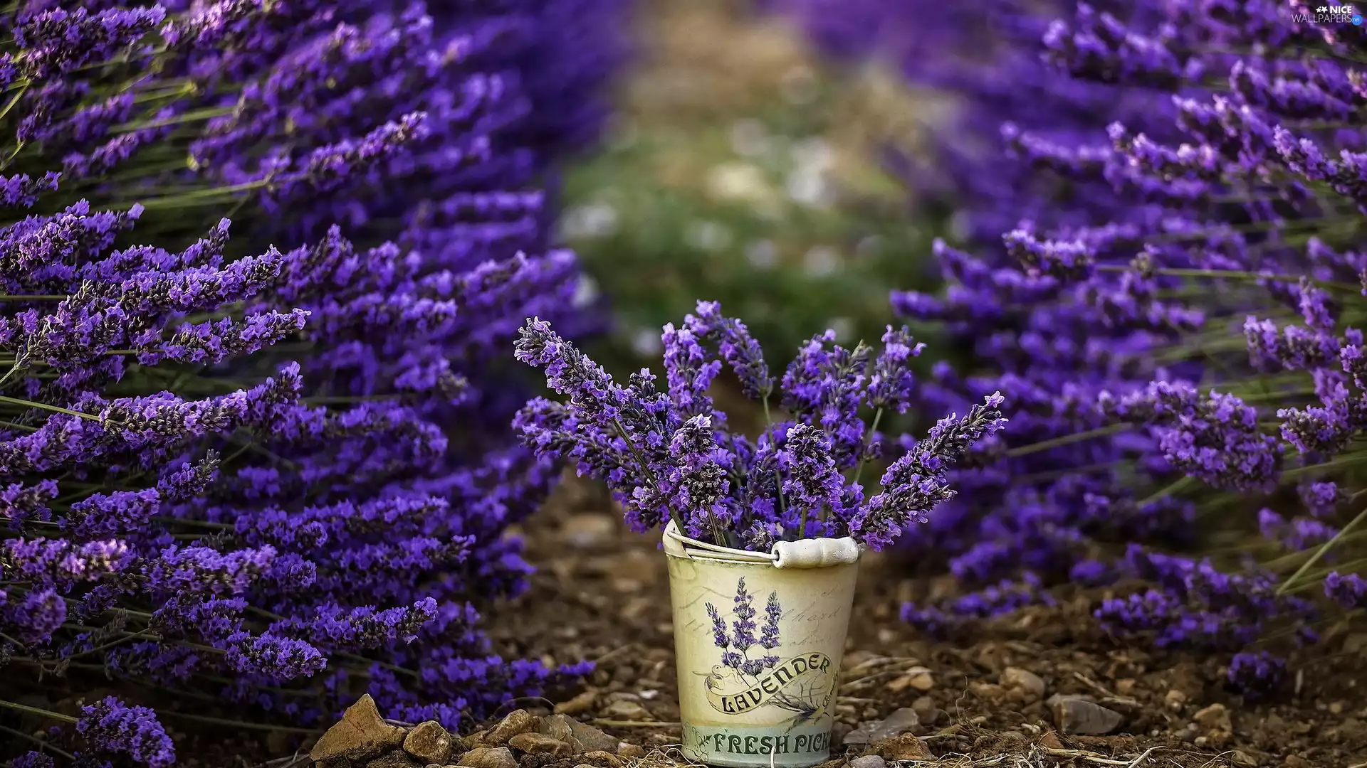 lavender, Bucket