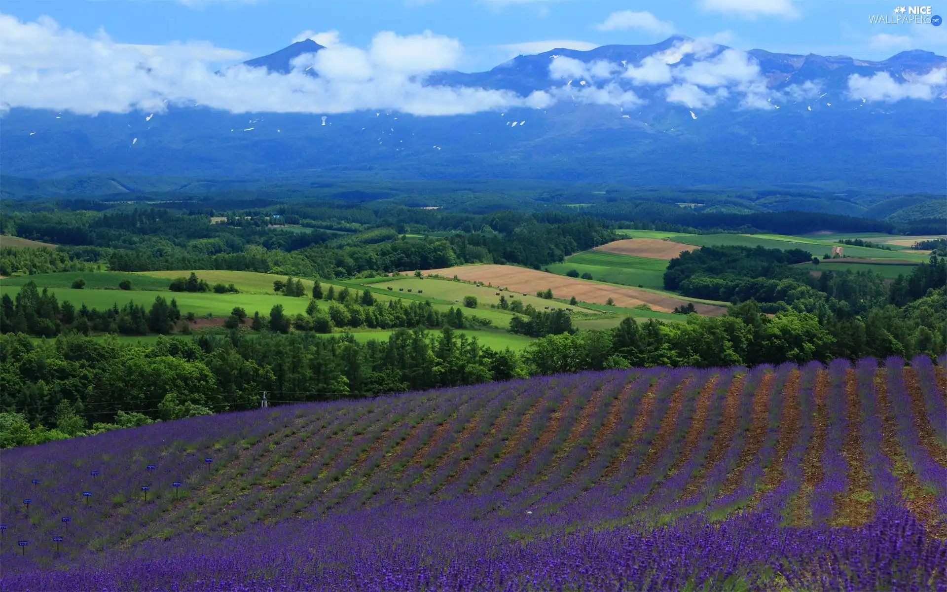 viewes, Mountains, lavender, clouds, Field, trees