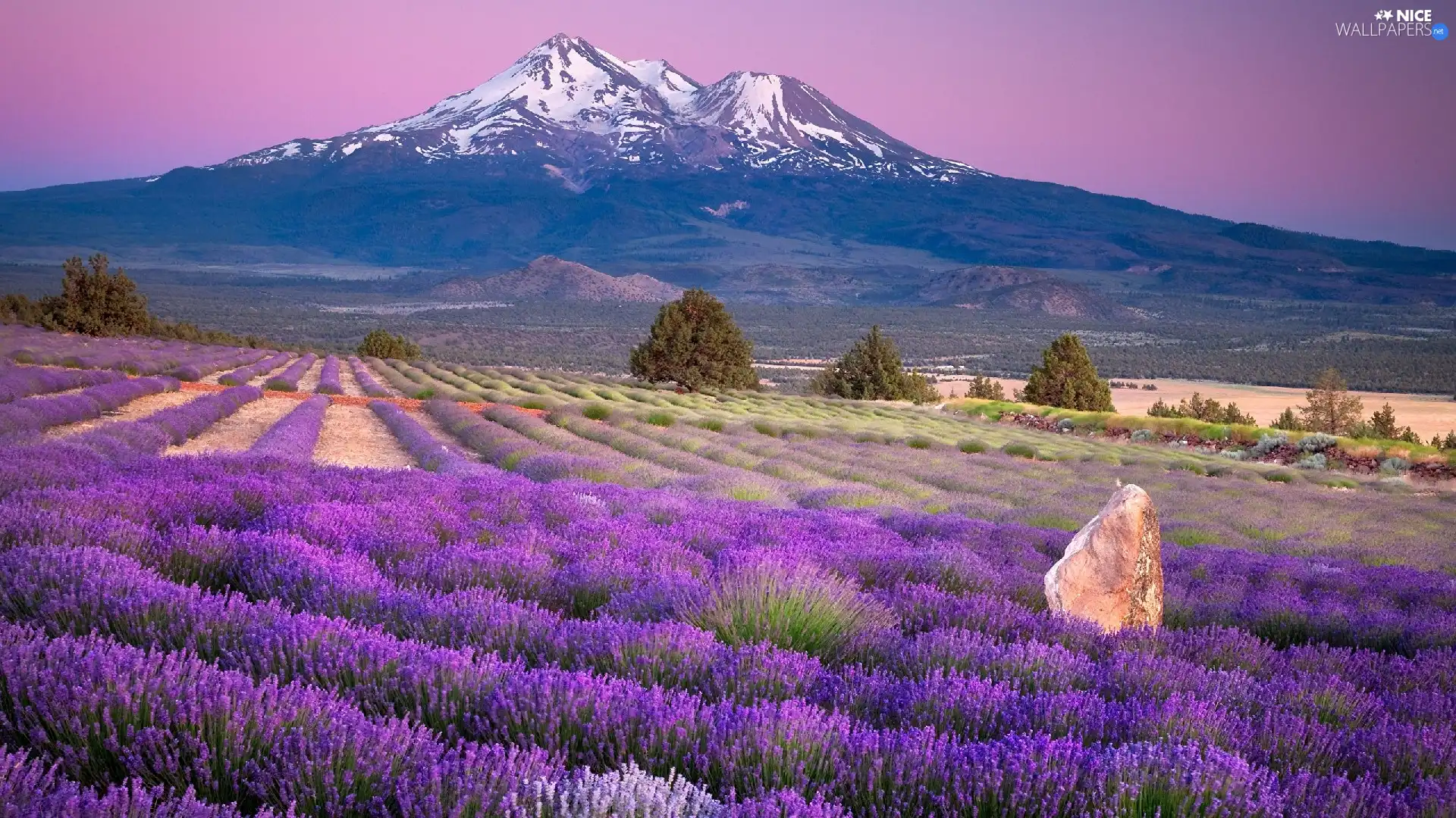 lavender, Mountains, cultivation