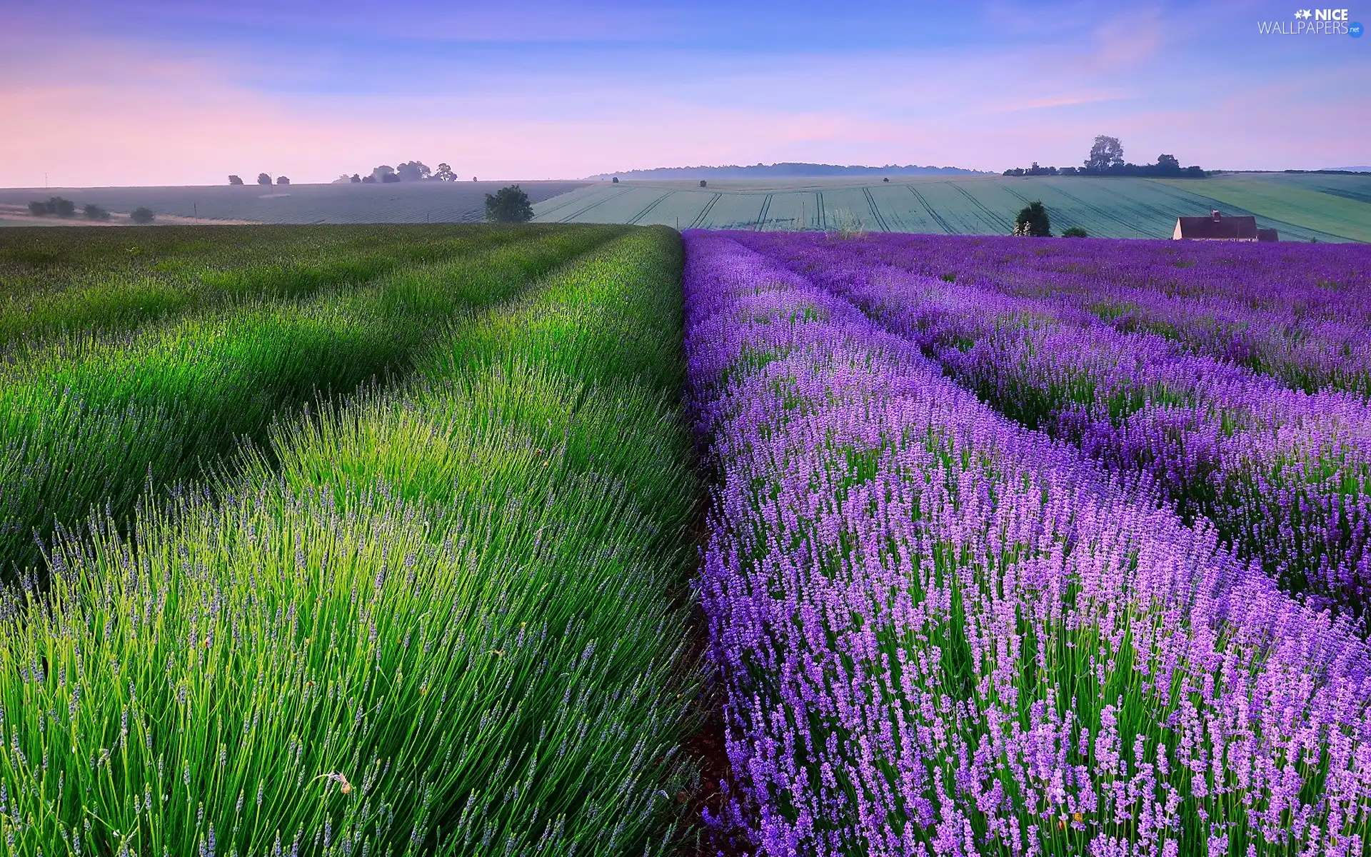 Field, lavender