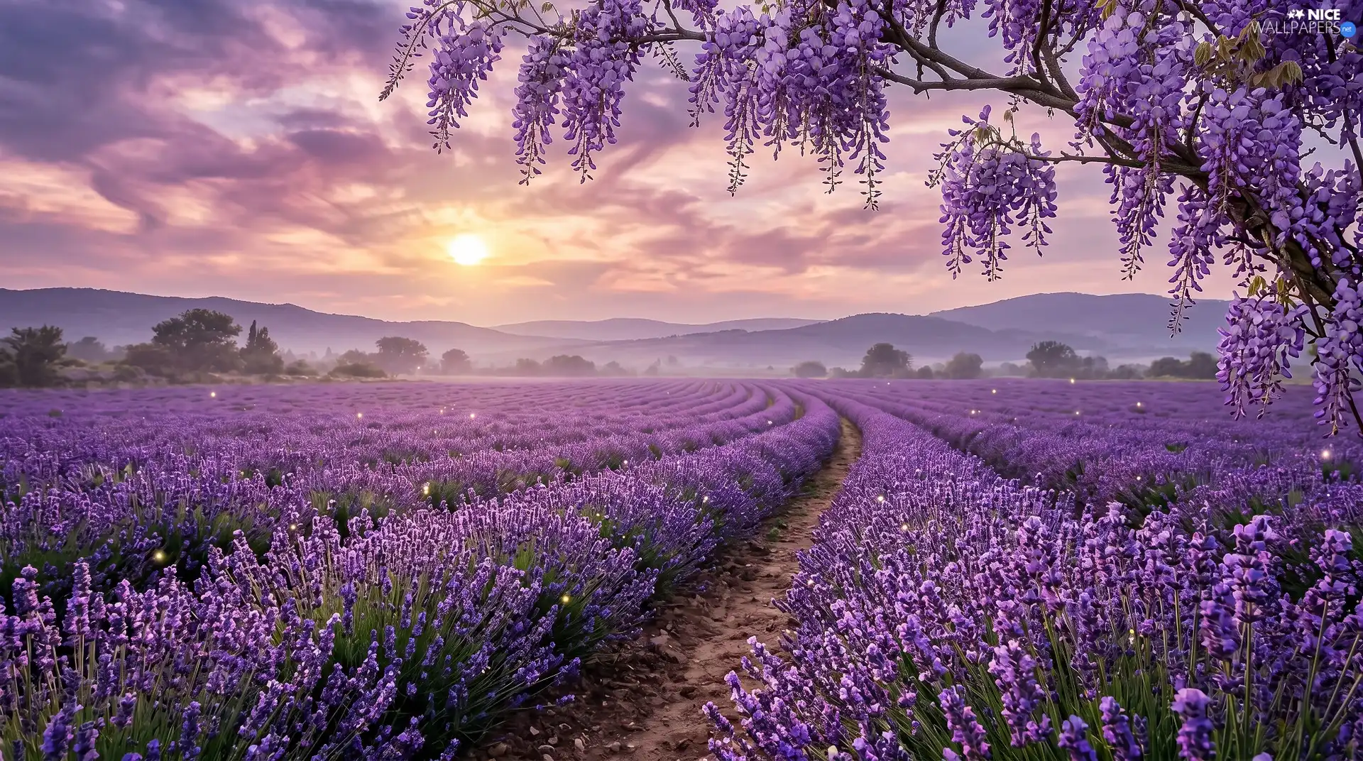 wistaria, Great Sunsets, lavender, trees, Field