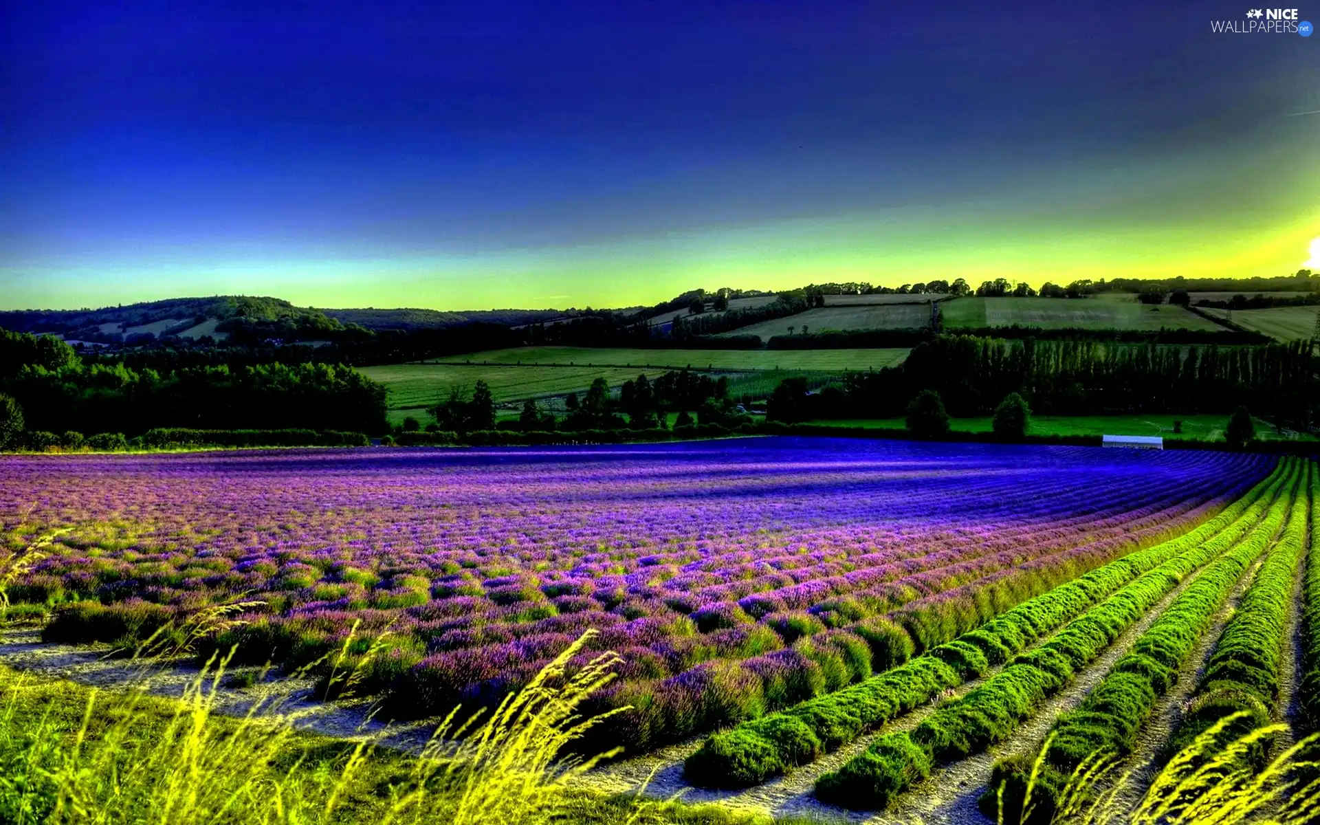 Field, lavender