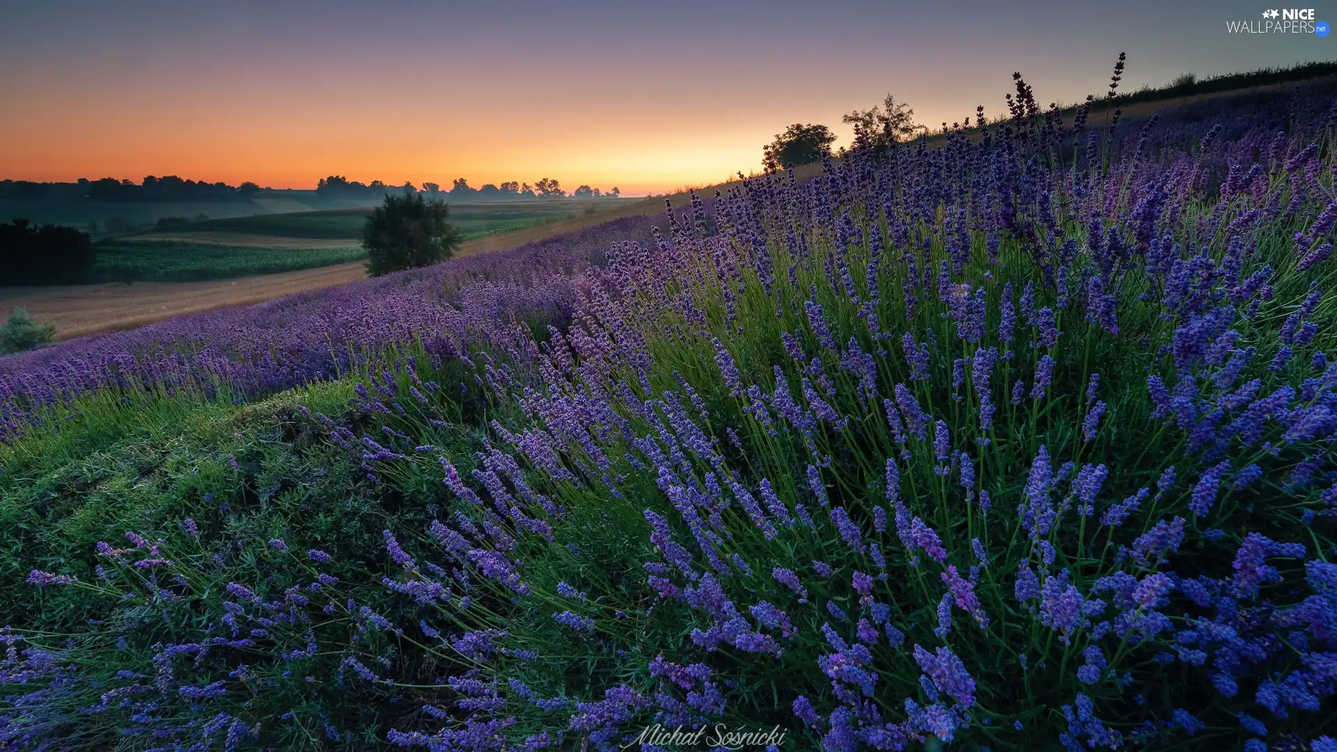 viewes, Great Sunsets, lavender, trees, Meadow