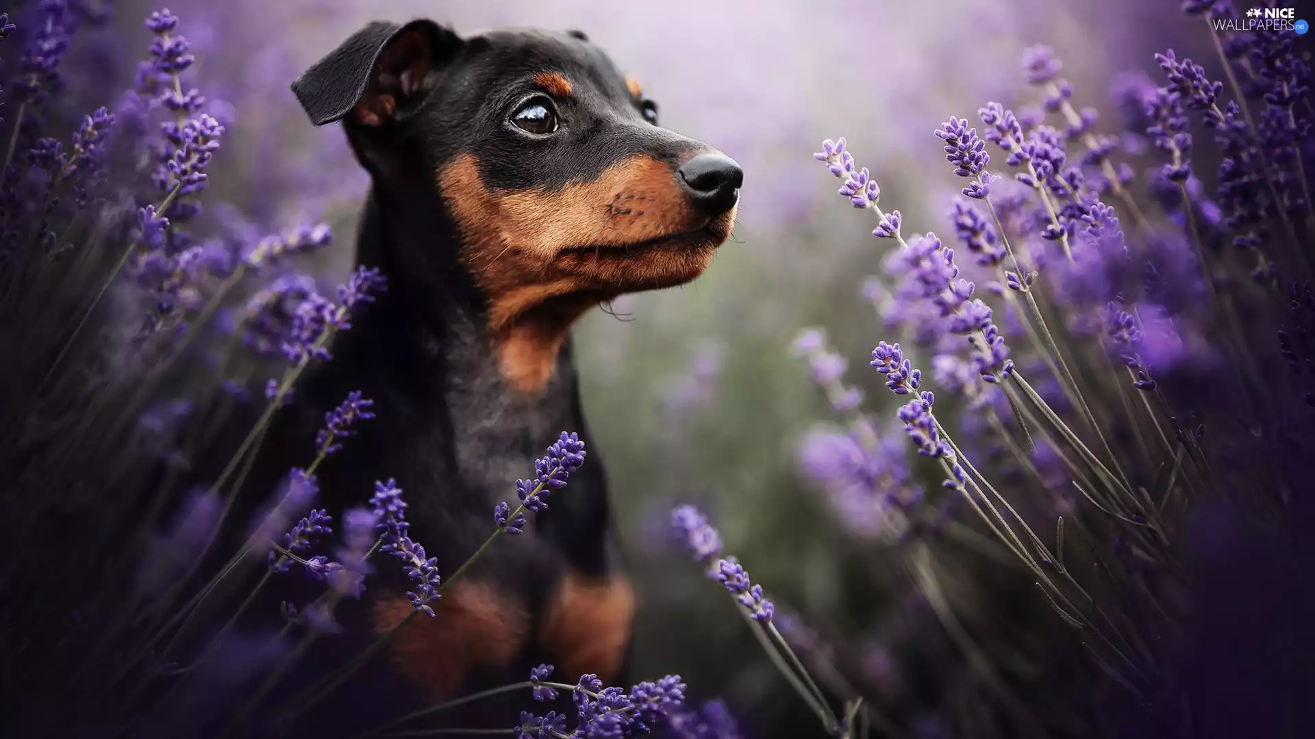 lavender, dog, Pinscher