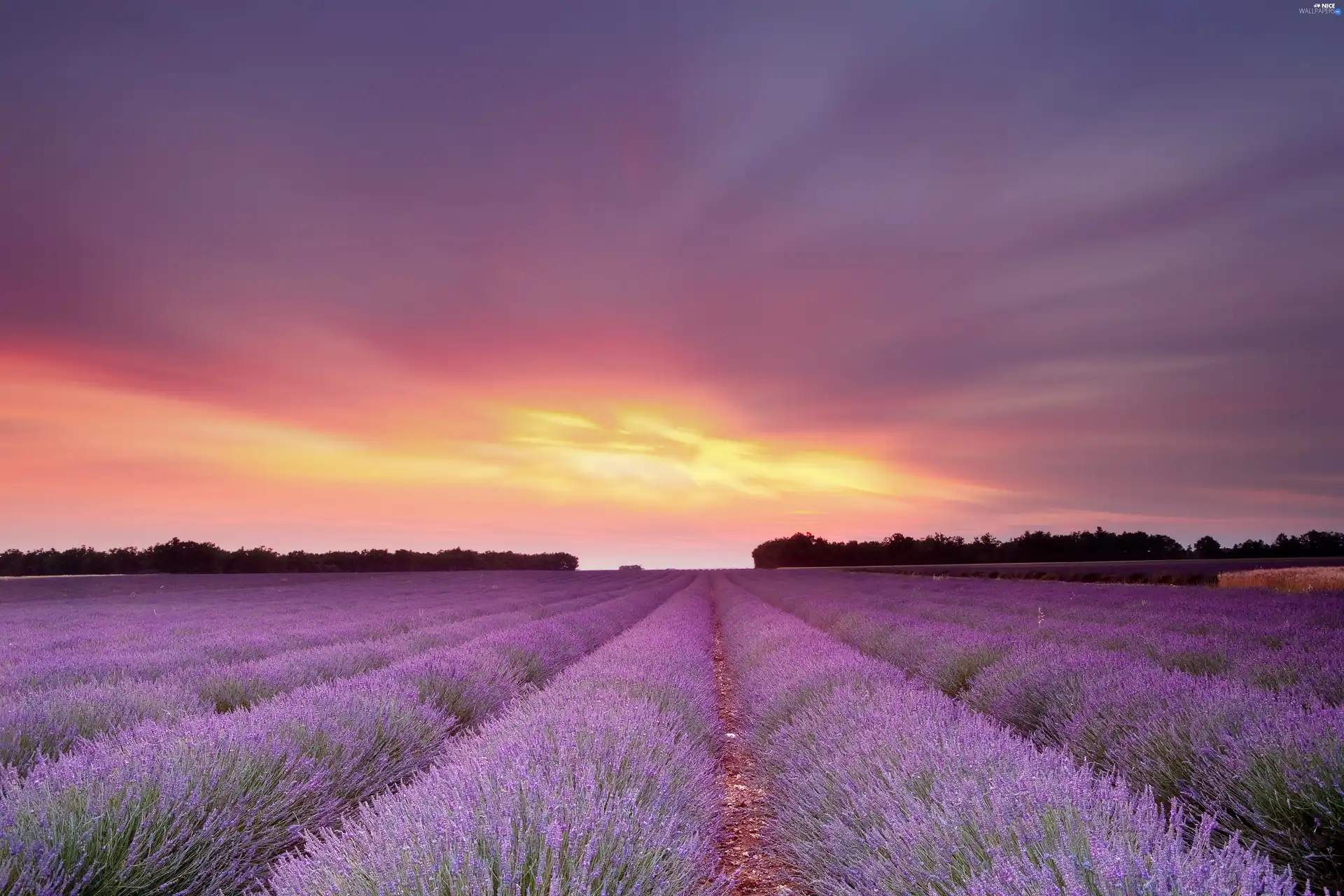 Great Sunsets, Field, lavender