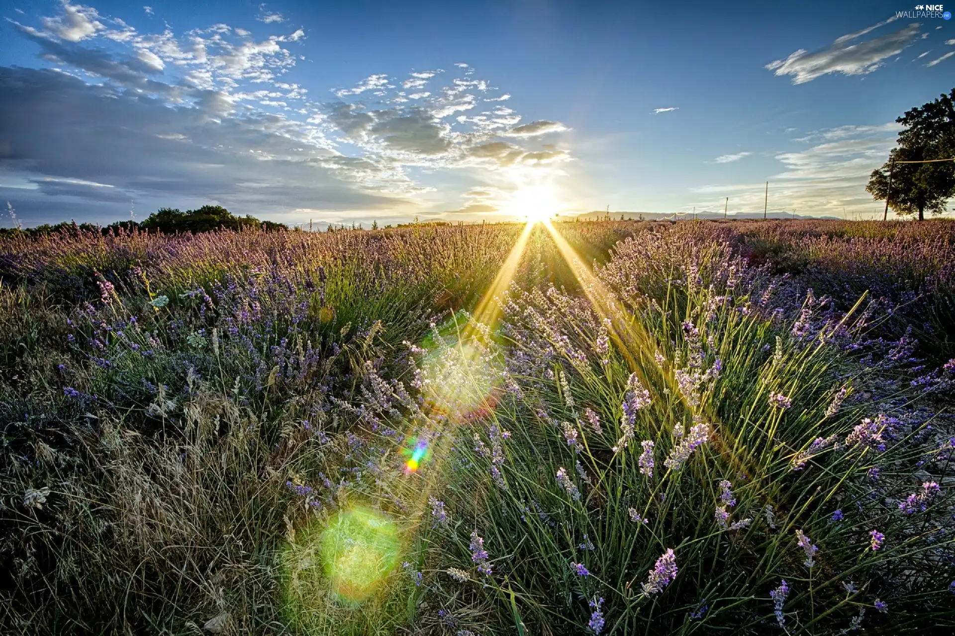 west, rays, lavender, sun