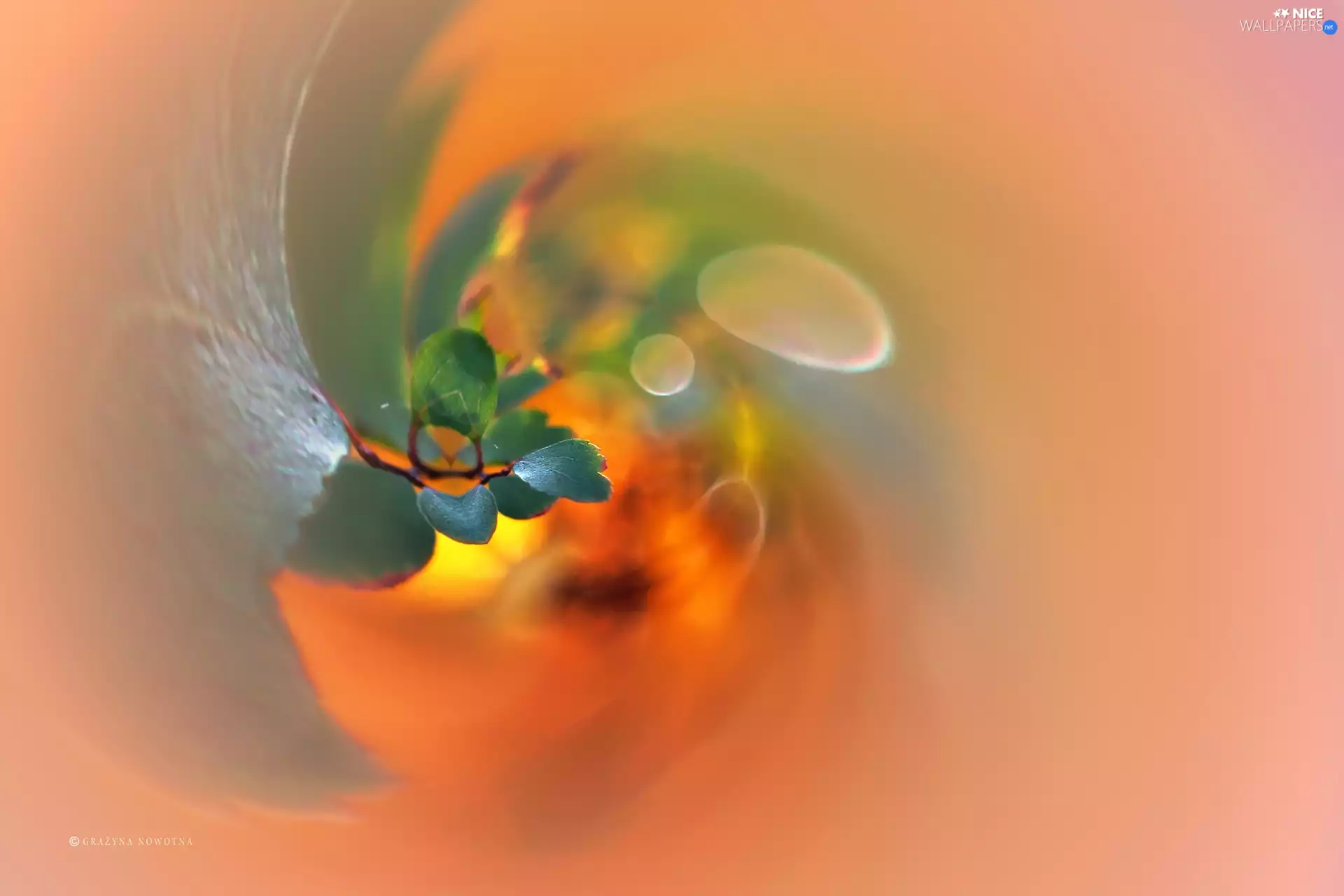 Leaf, graphics, abstraction