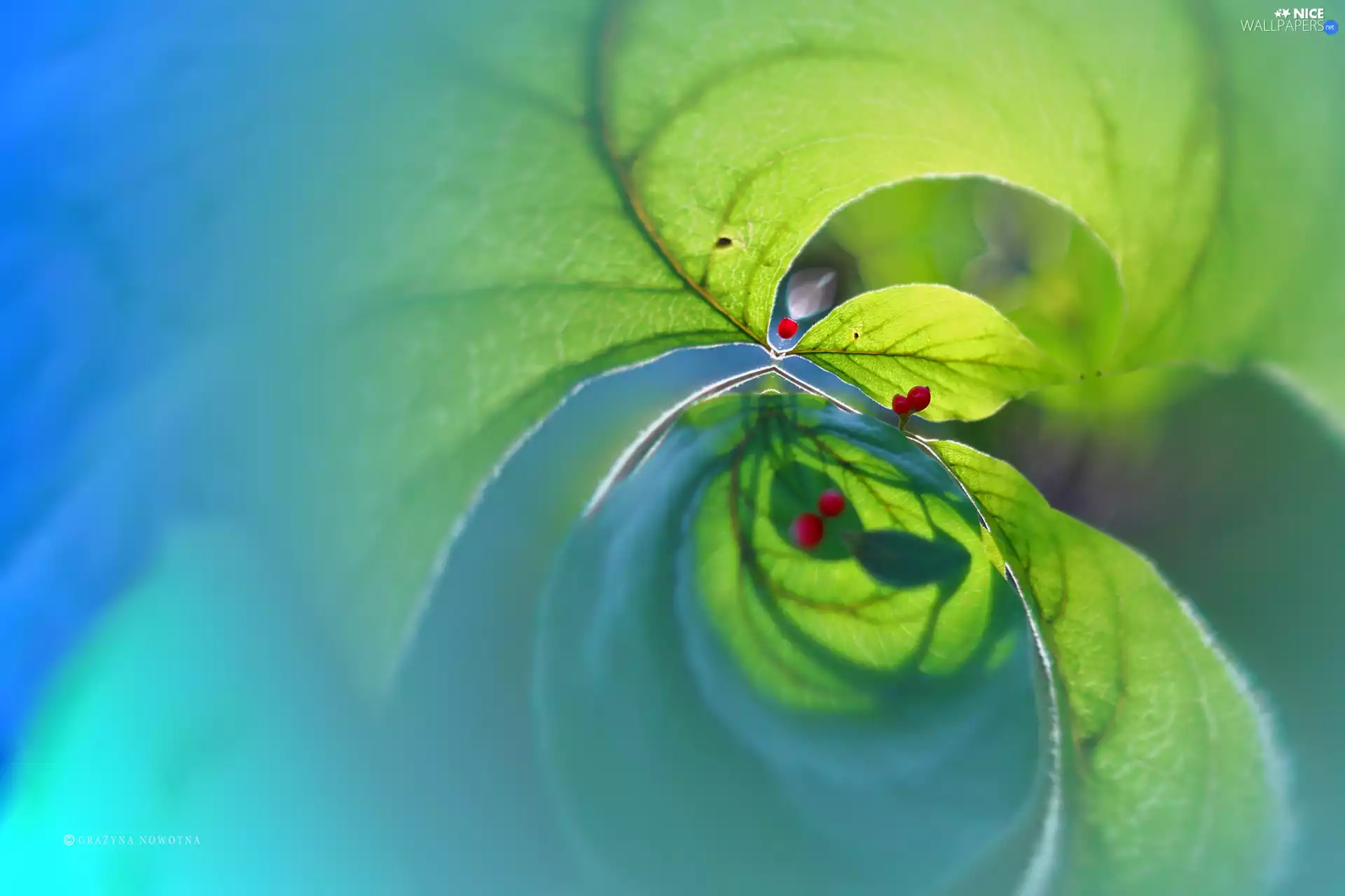 Leaf, graphics, abstraction