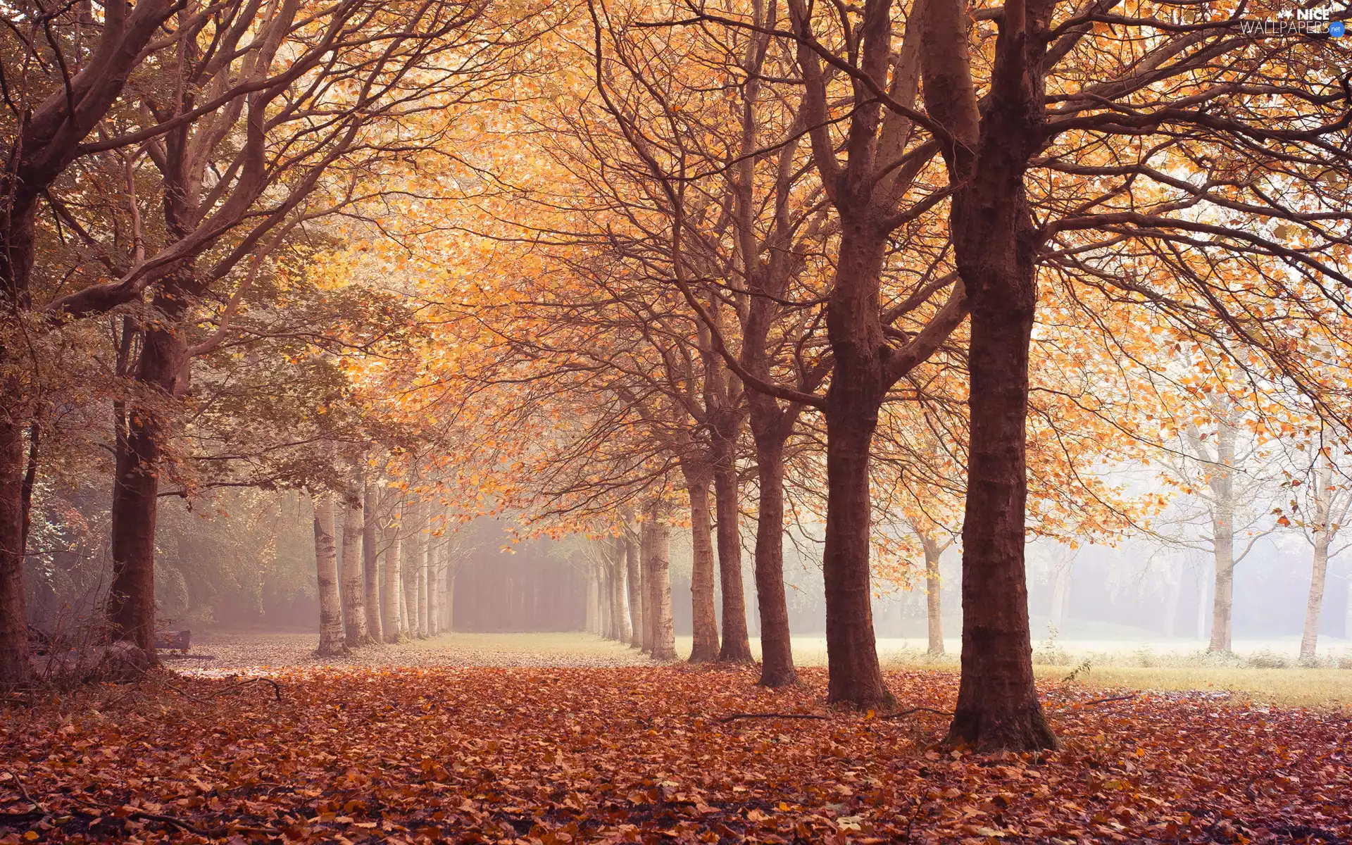 trees, autumn, fallen, Leaf, viewes, alley