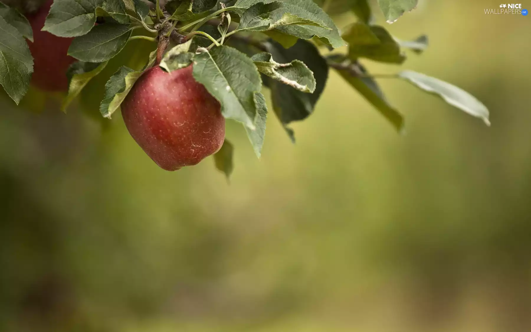 Leaf, Red, apple