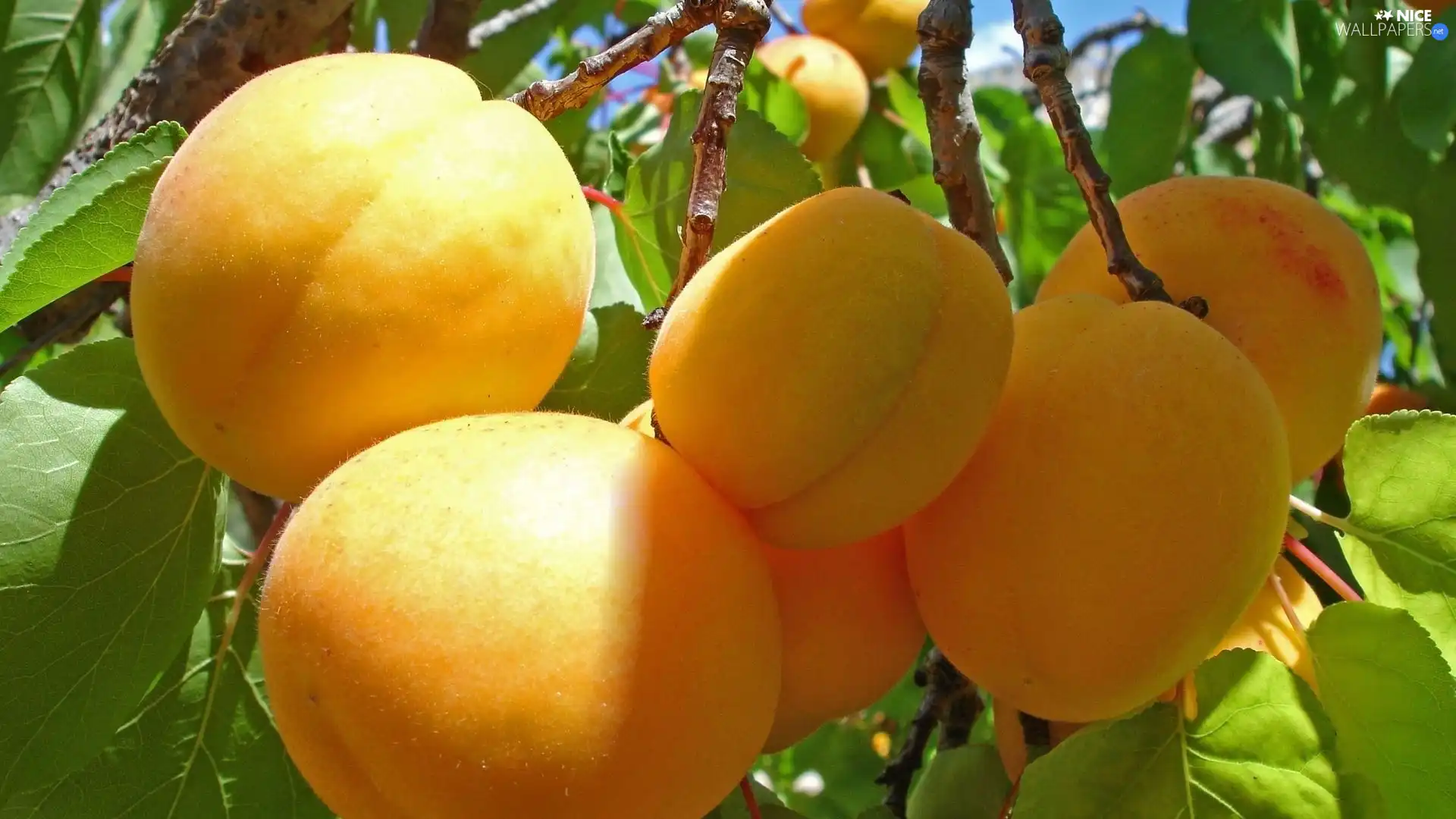 Leaf, Yellow, apricots