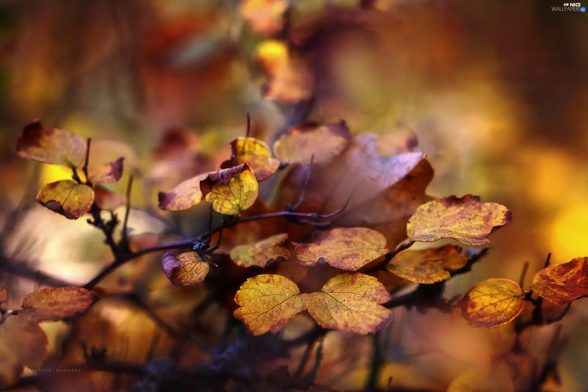 Autumn, Leaf