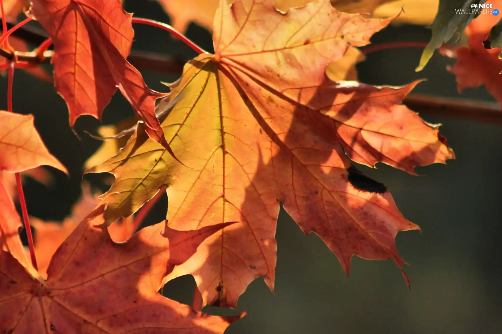 Autumn, leaf