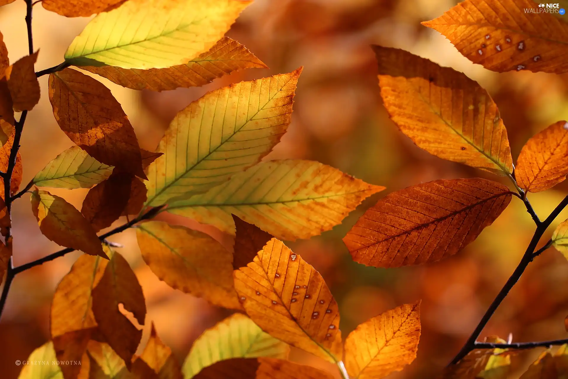 Autumn, Leaf