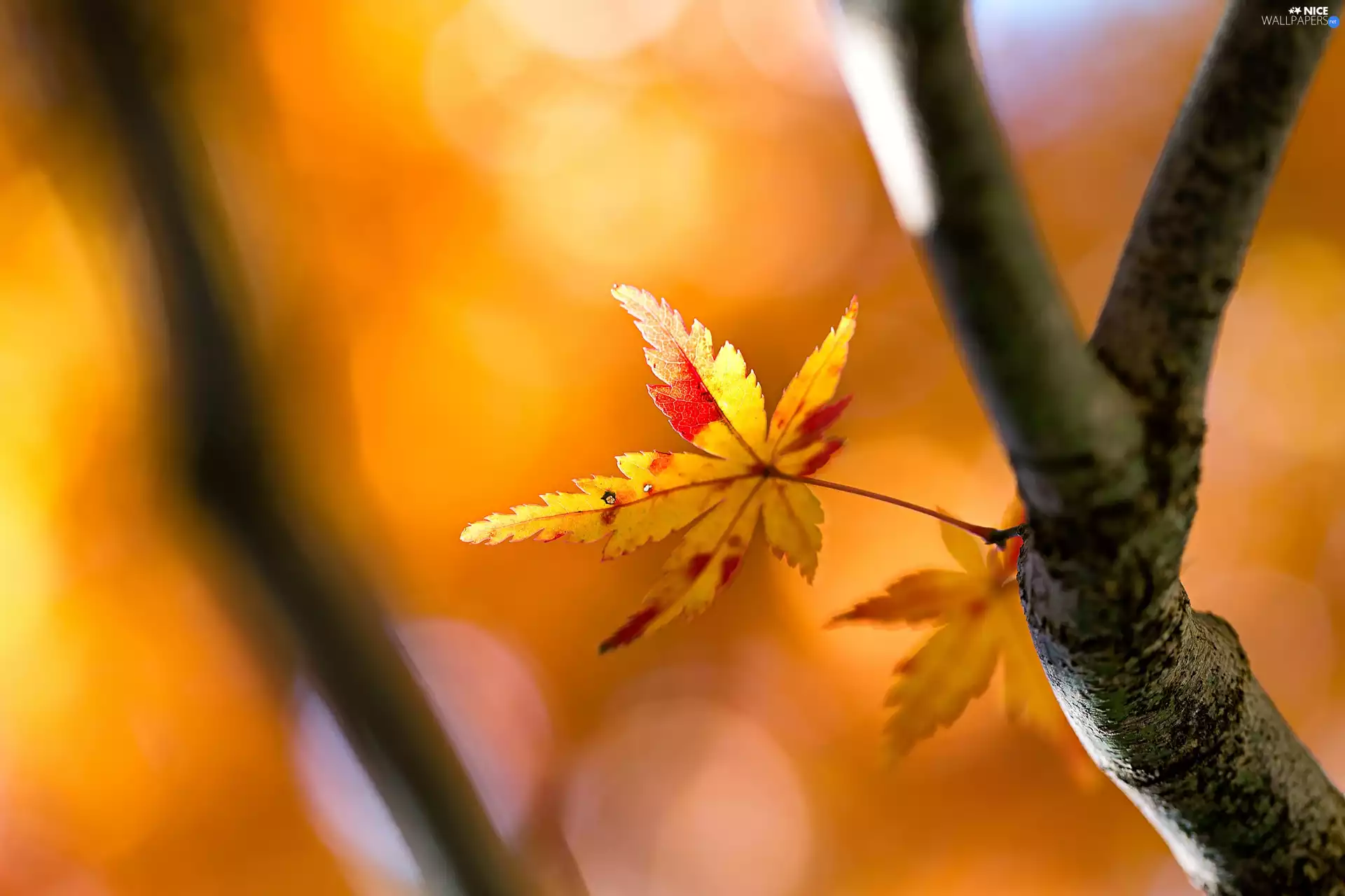 Autumn, fuzzy, background, leaf