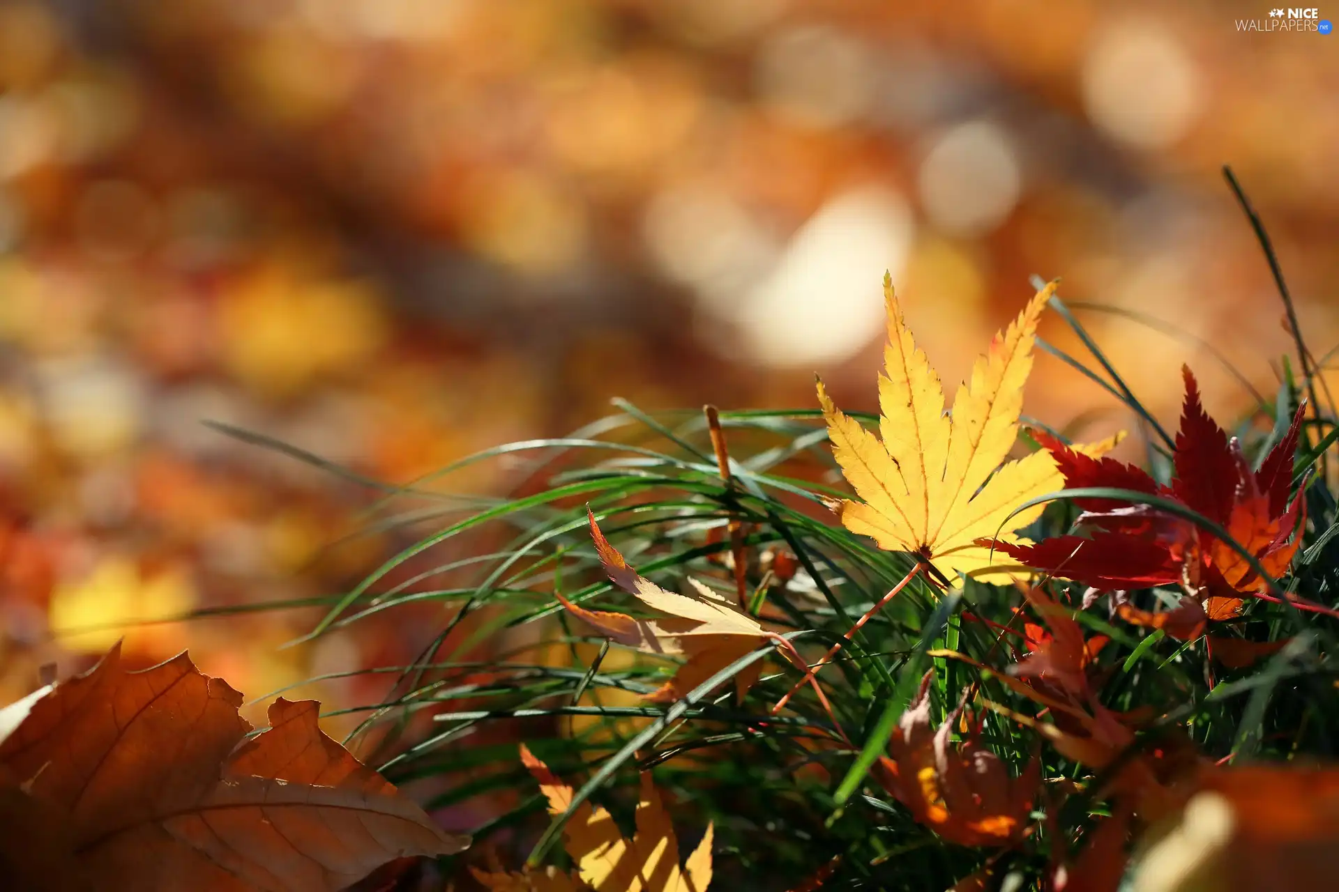 Leaf, color, Autumn