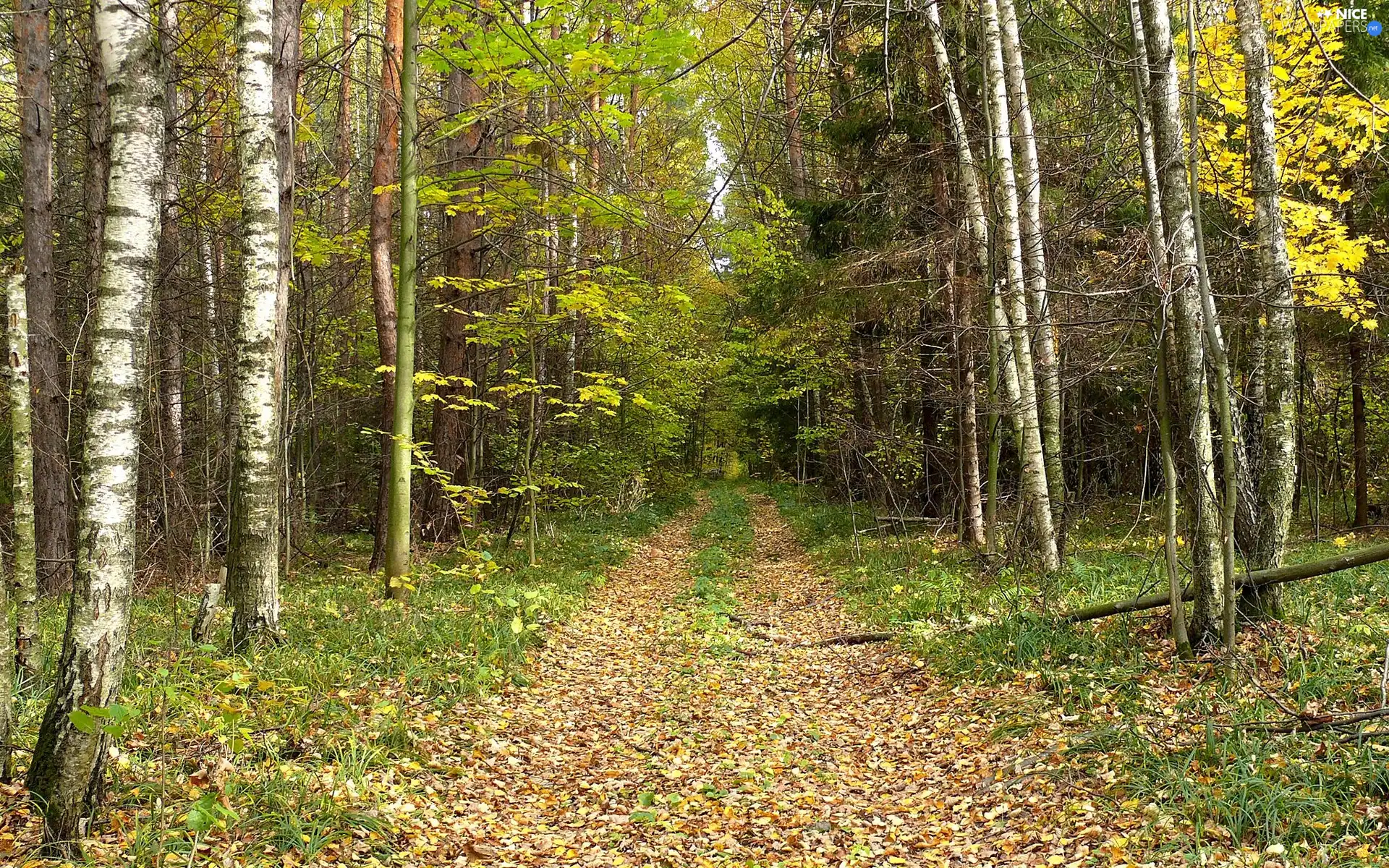 Leaf, autumn, Way, birch, forest
