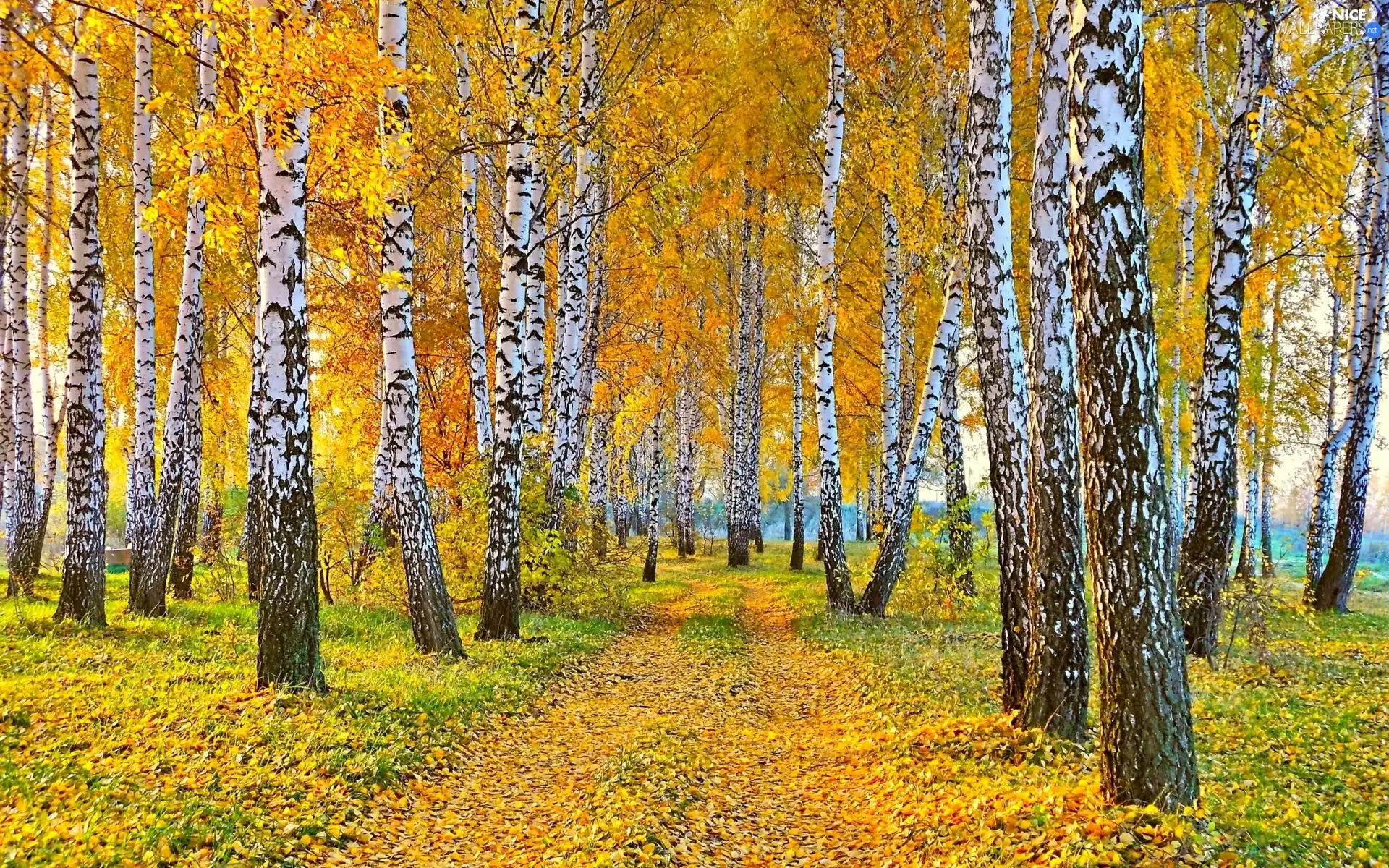 Leaf, autumn, birch, Way, forest