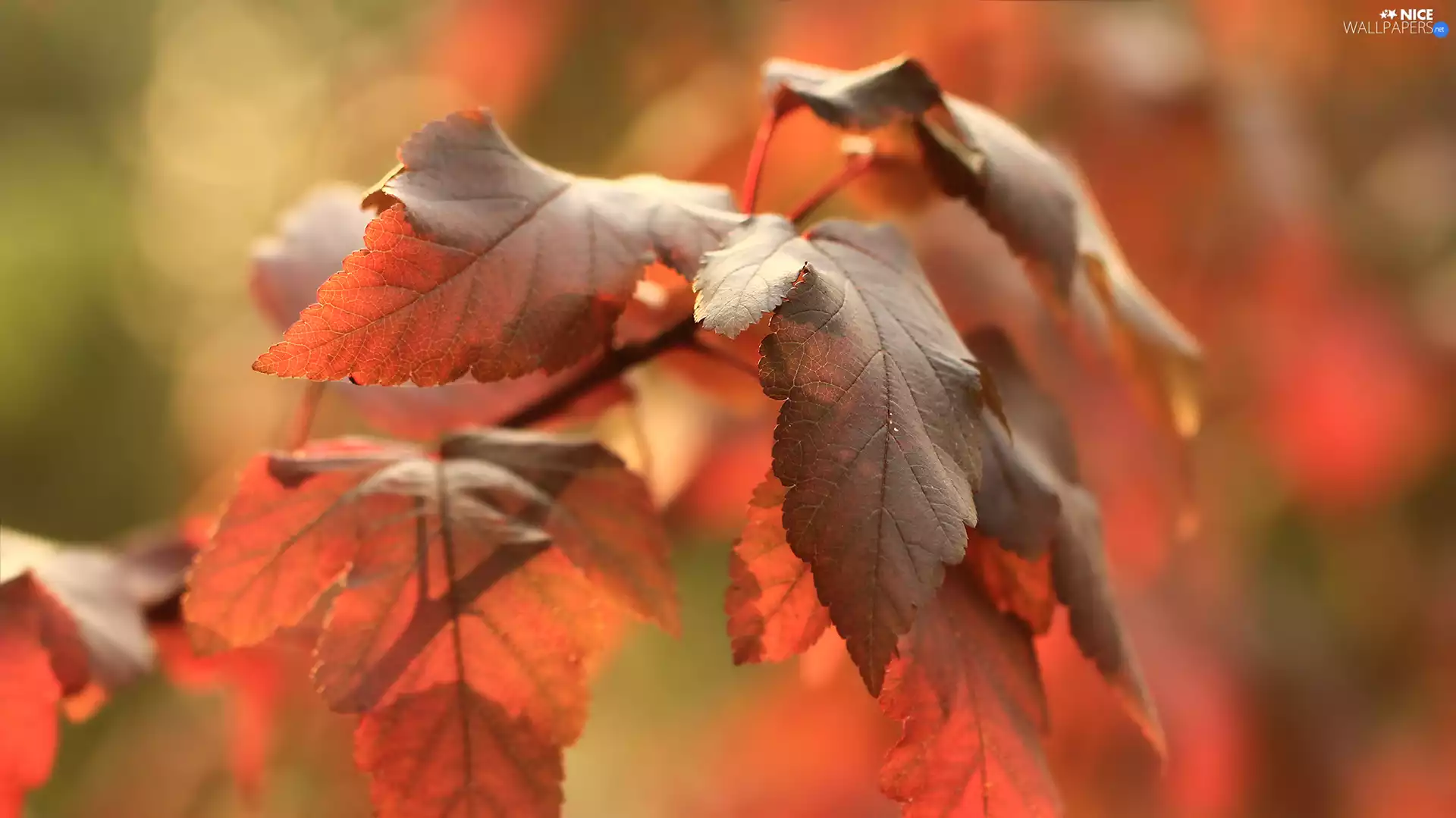 Red, Leaf, Autumn, red head