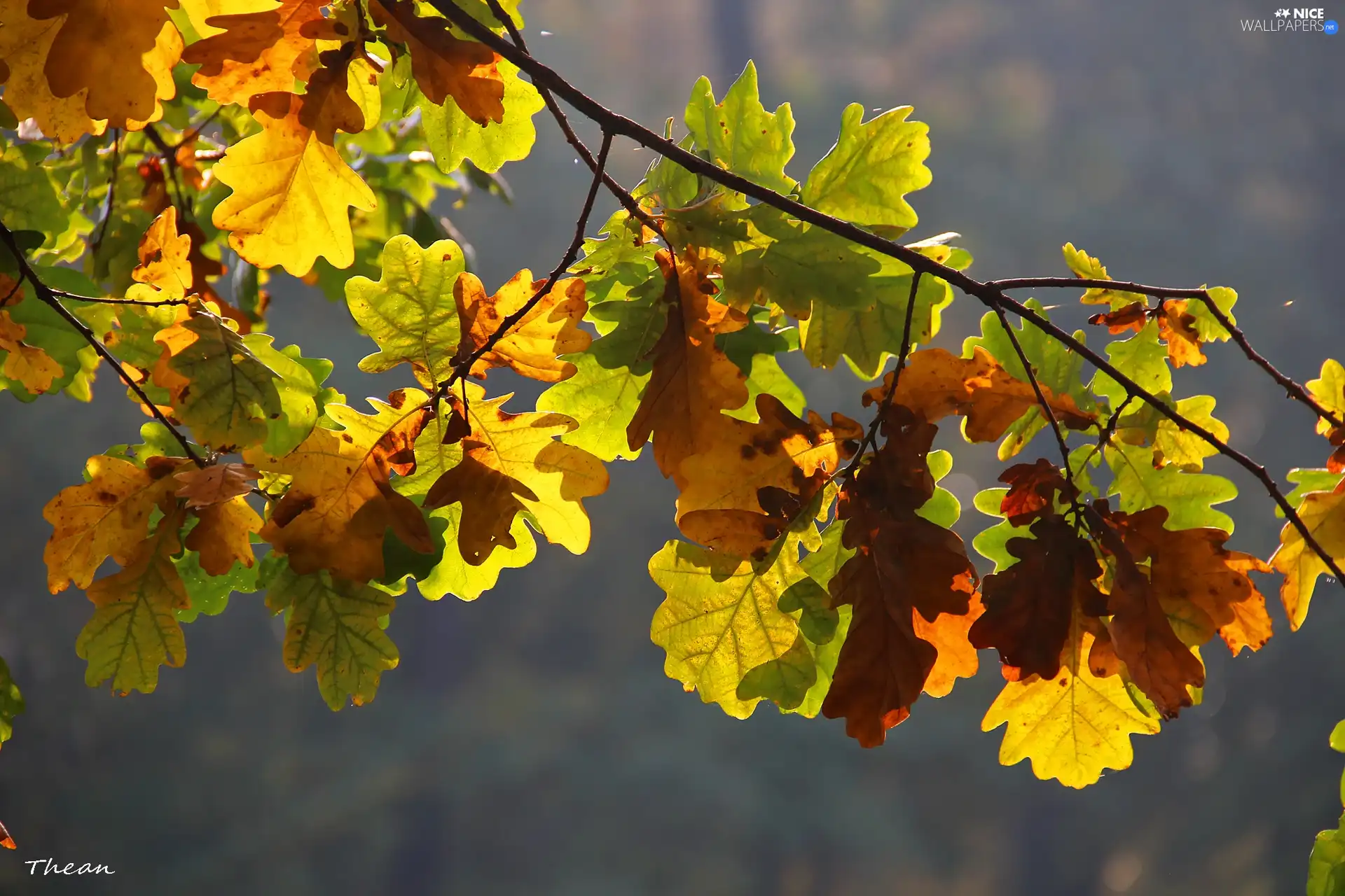 Leaf, oak, Autumn - Nice wallpapers: 2048x1365