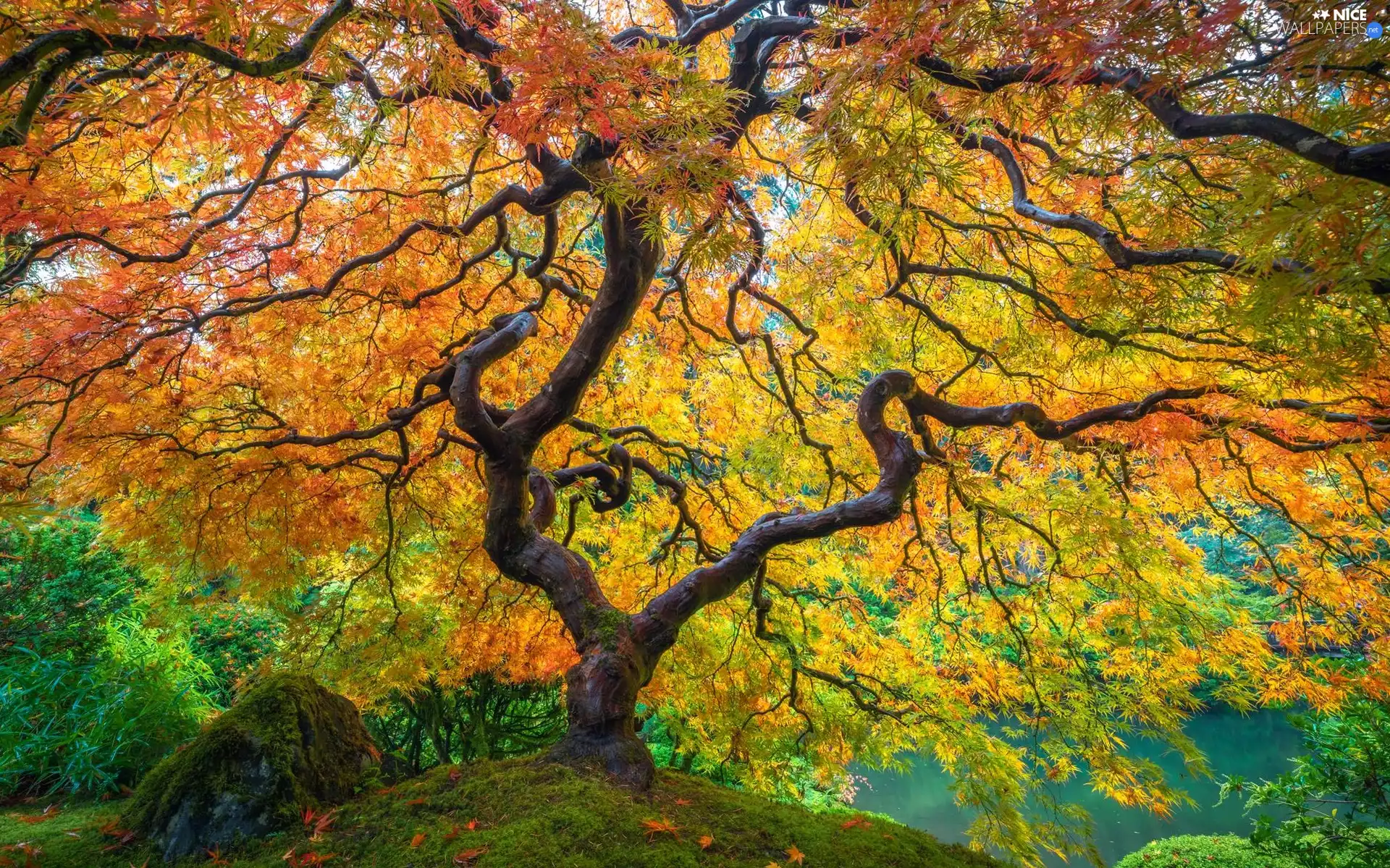 trees, Leaf, autumn, Maple Palm