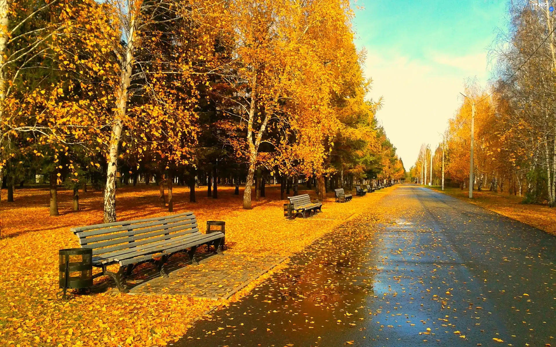 Leaf, autumn, trees, viewes, Park
