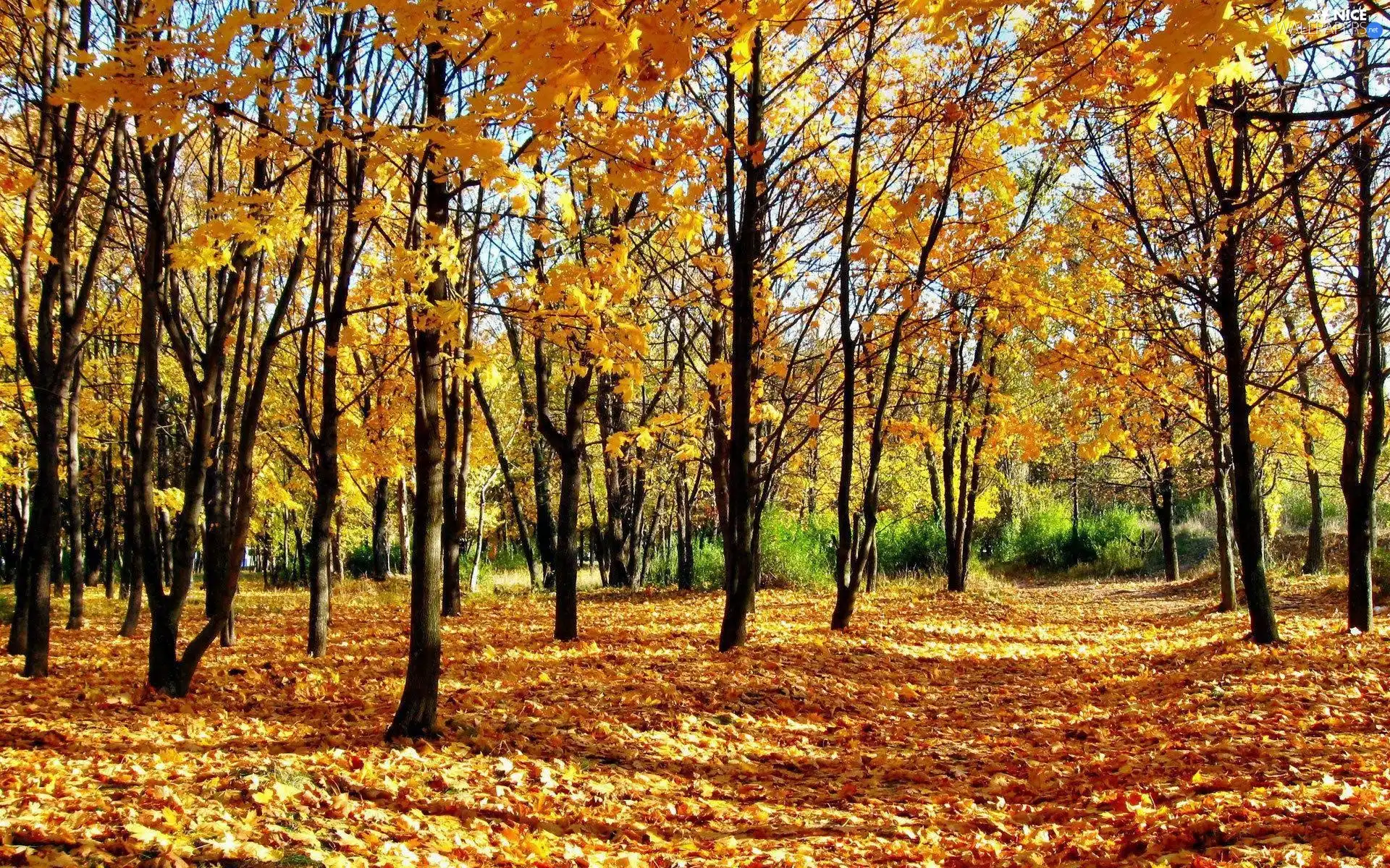 Leaf, autumn, trees, viewes, Park