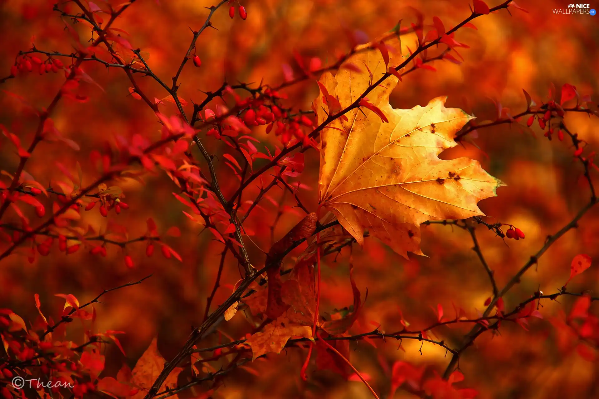 leaf, Autumn, Bush, dry, Red