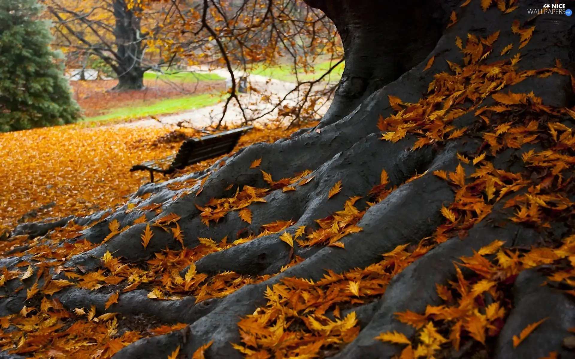 autumn, roots, Leaf, trees